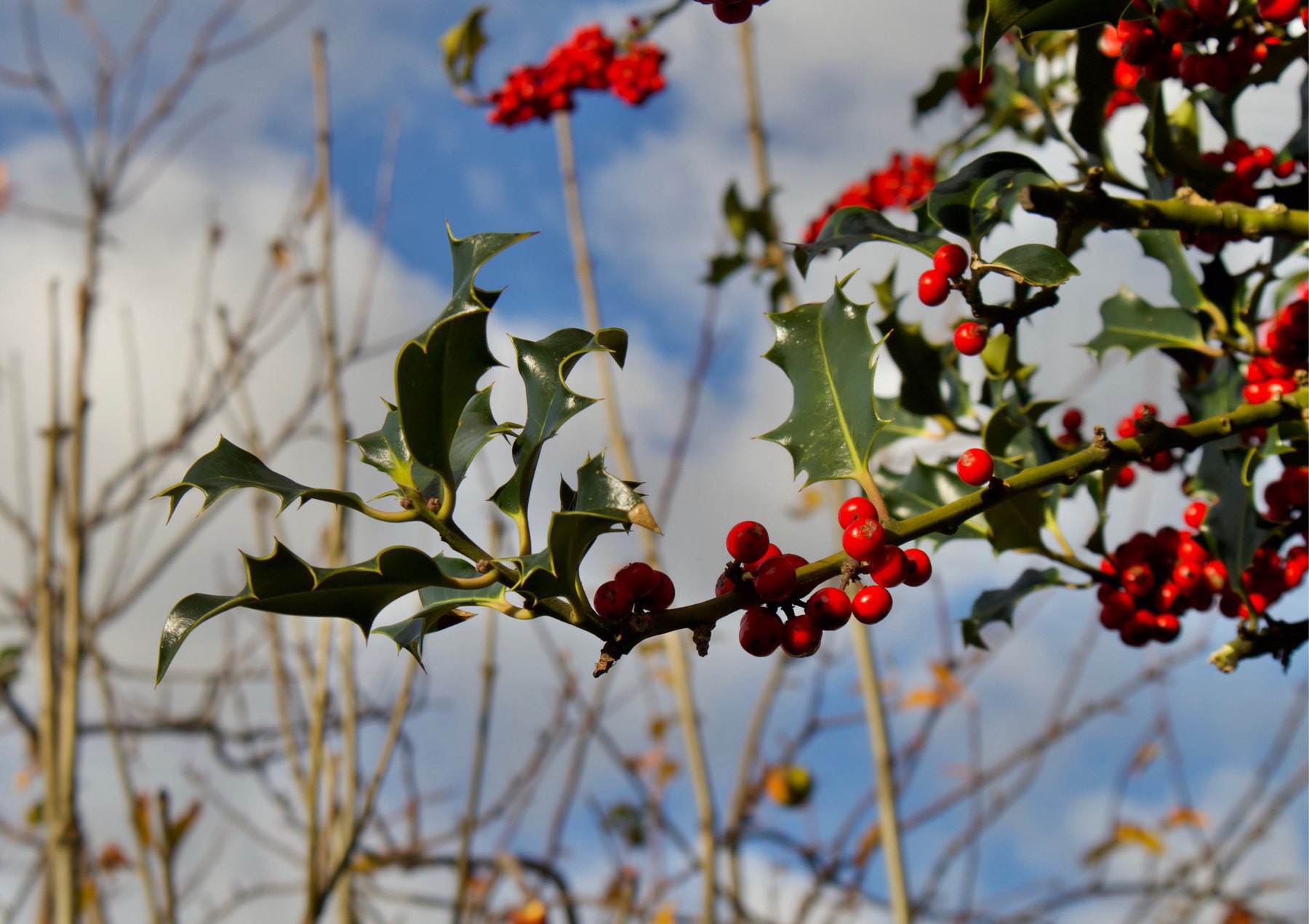 Holly growing by the community centre in Shoreham-by-Sea
