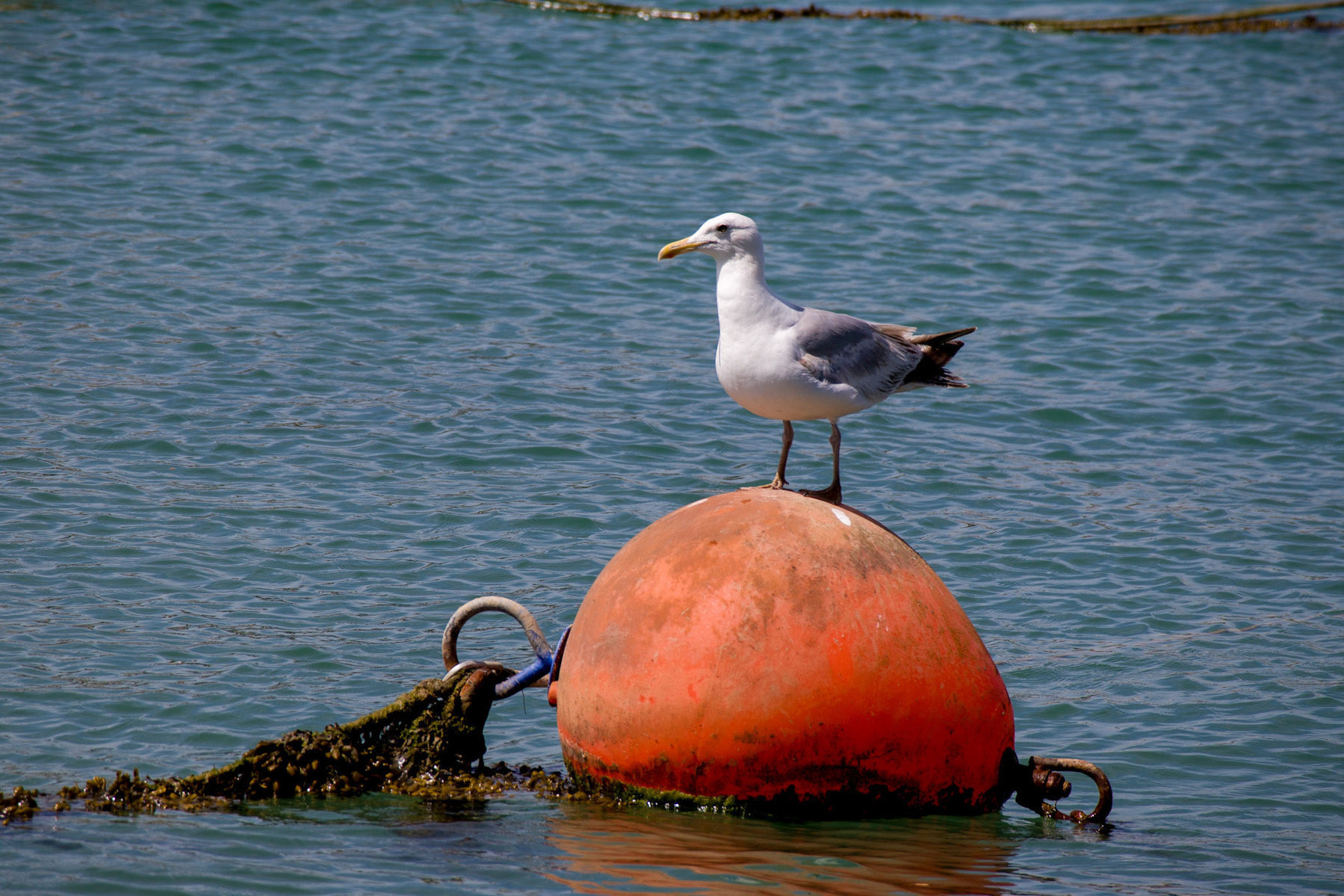 A seagull on s bouy in the river Adur