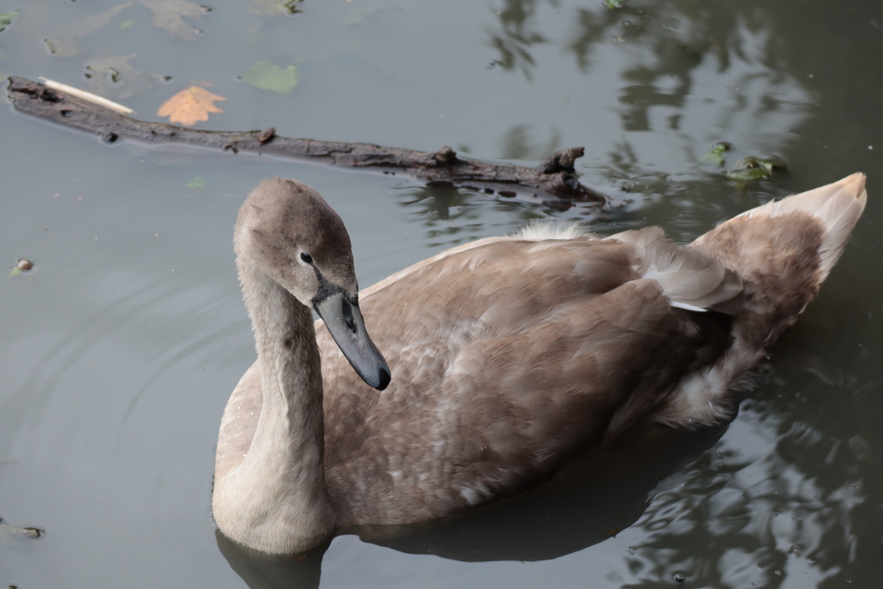 A cygnet in the lake at Woods Mill. 