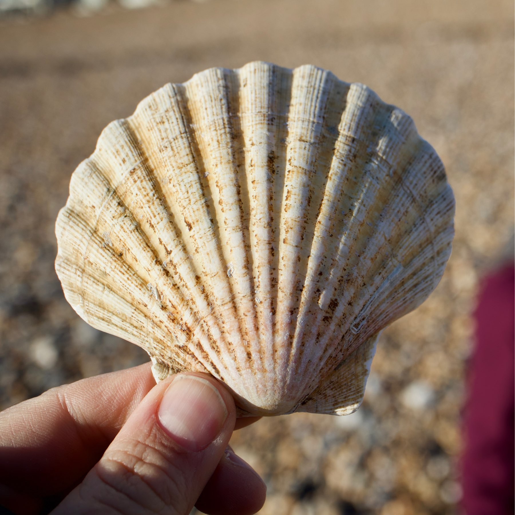 A shell found on Shoreham Beach.