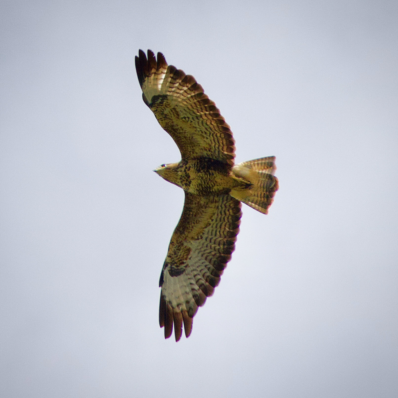A common buzzard in flight. 