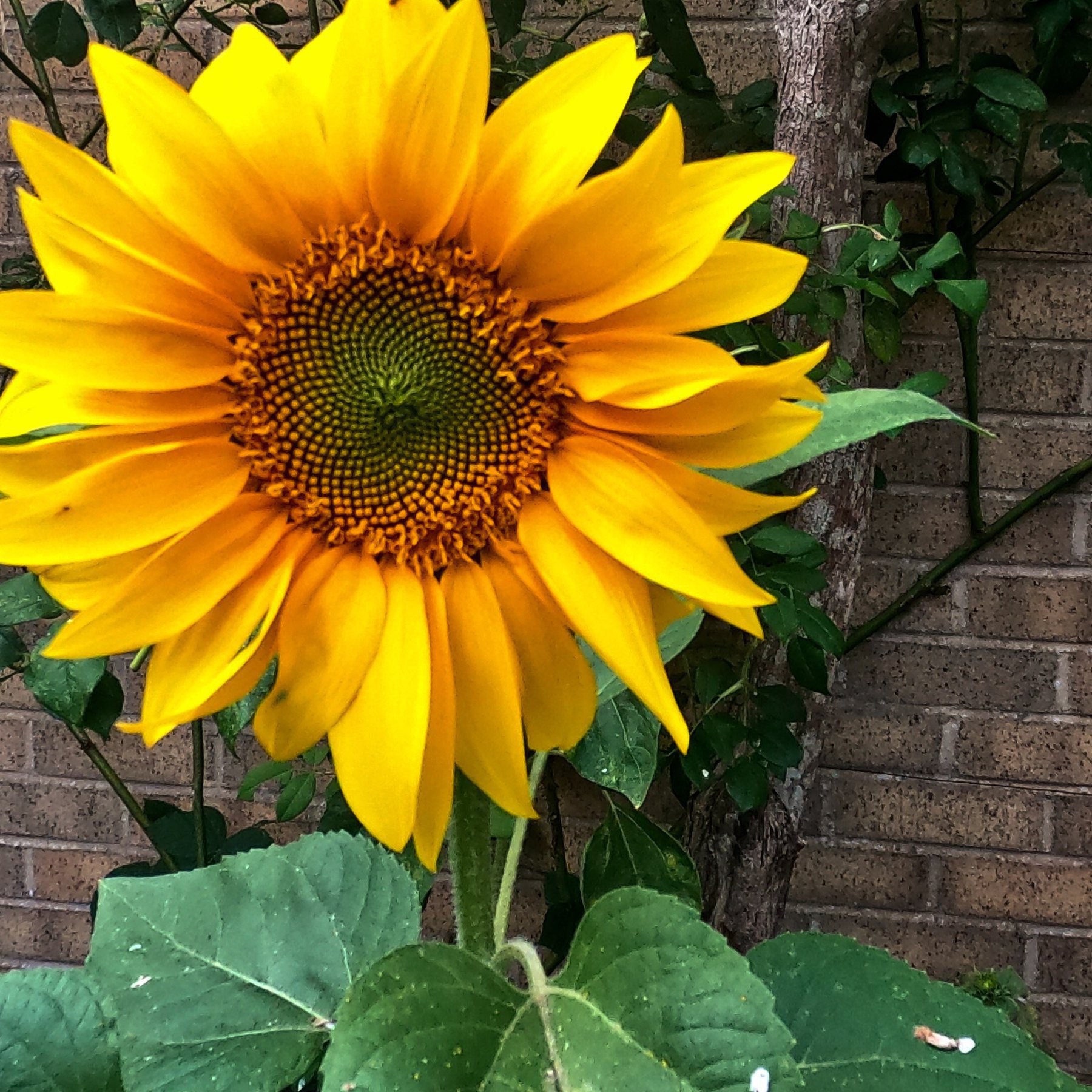 A sunflower in the back garden. 
