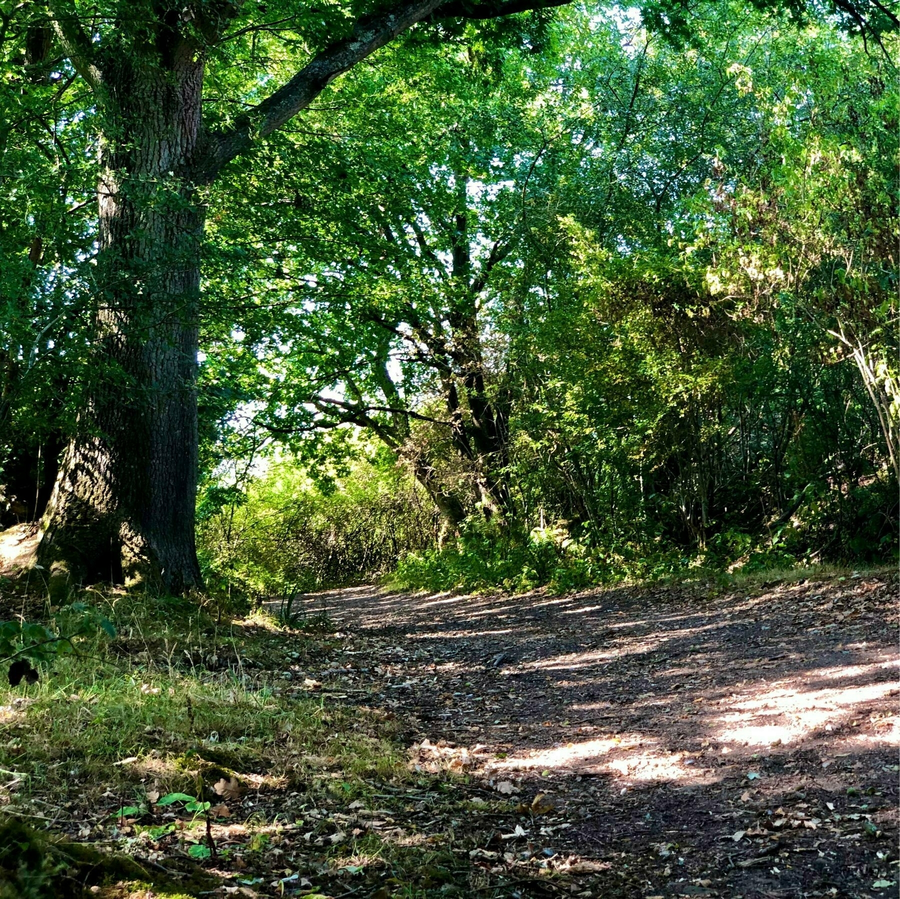 A woodland path at RSPB Pulborough Brooks. 