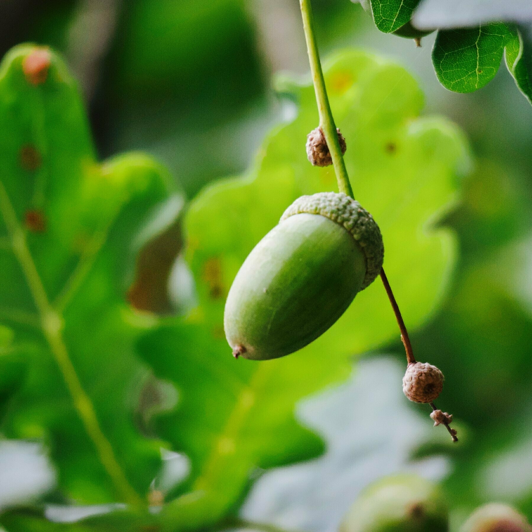 An acorn still on a branch. 