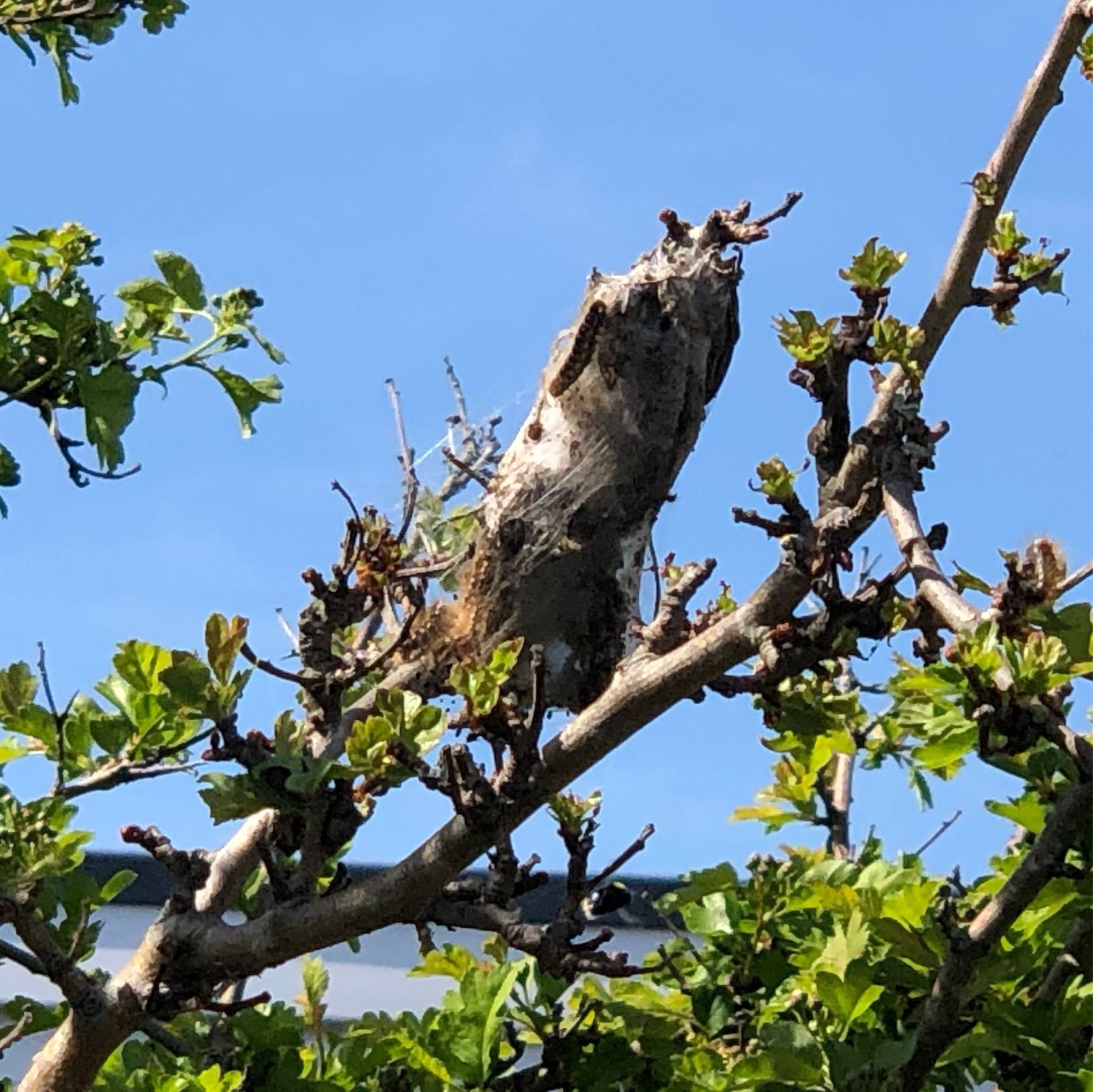 A caterpiller nest in a tree in the garden of Shoreham Beach Primary School.