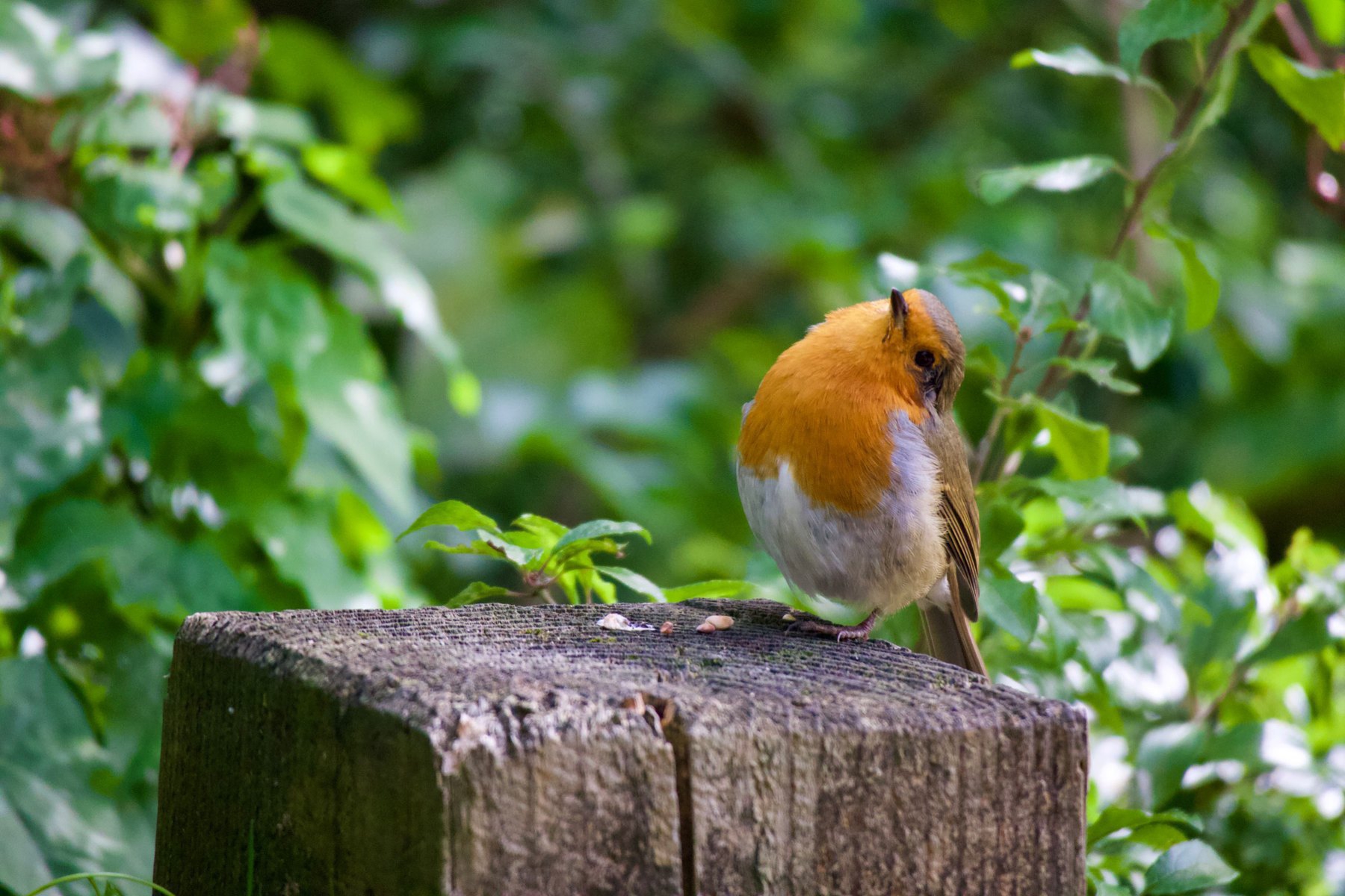 A robin at Woods Mill in Sussex