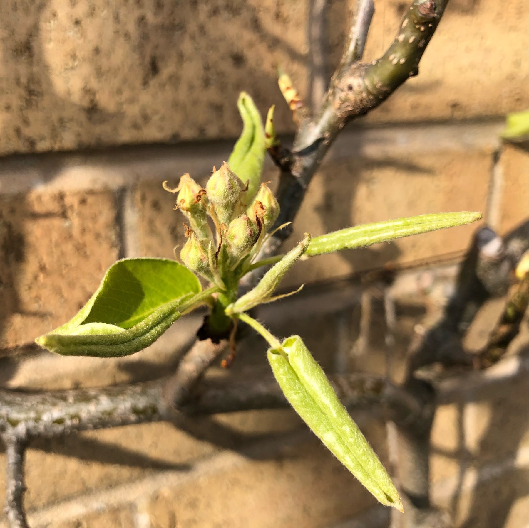 An espalier fruit tree coming into bloom.
