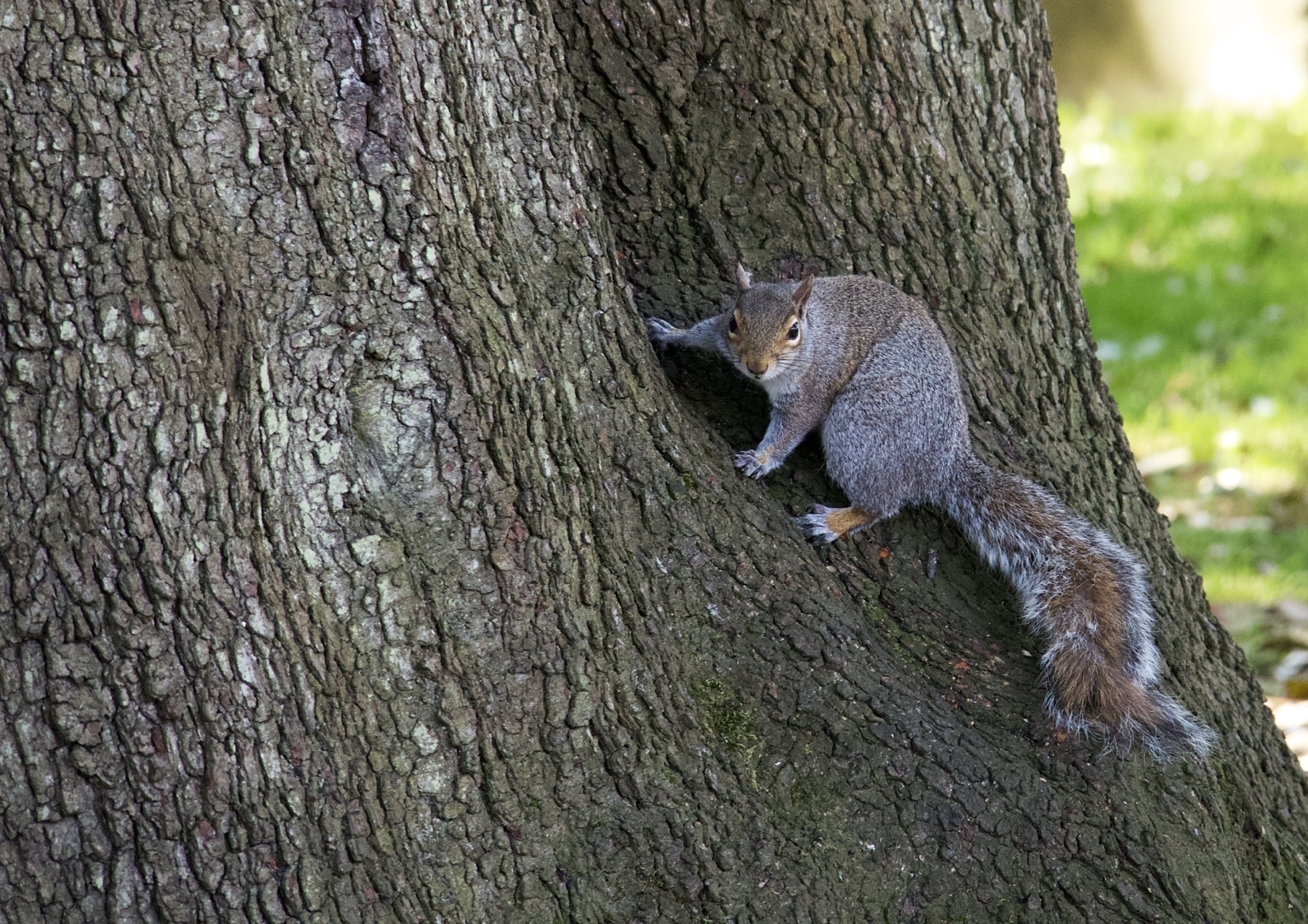 A squirrel in the churchyard of St Mary de Haura.