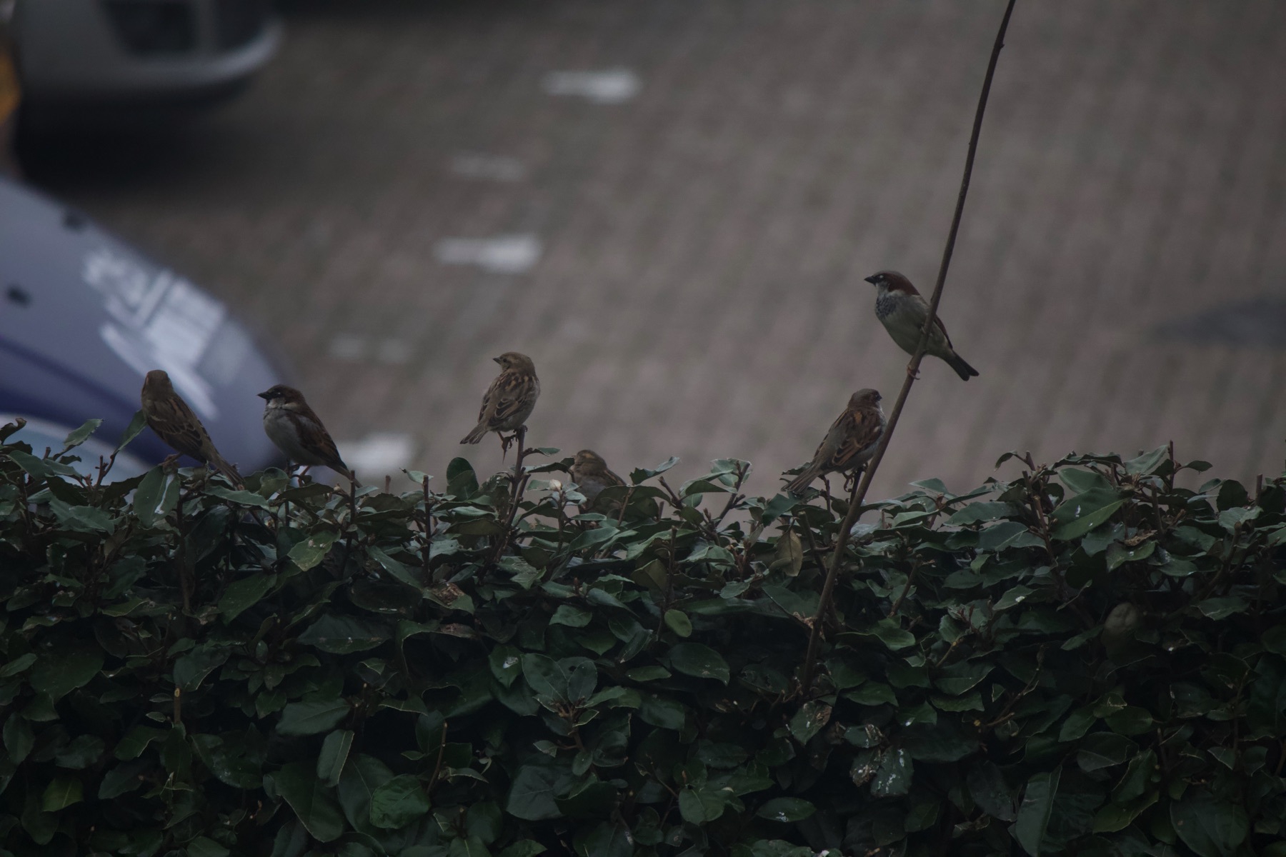 Birds on our back hedge. 