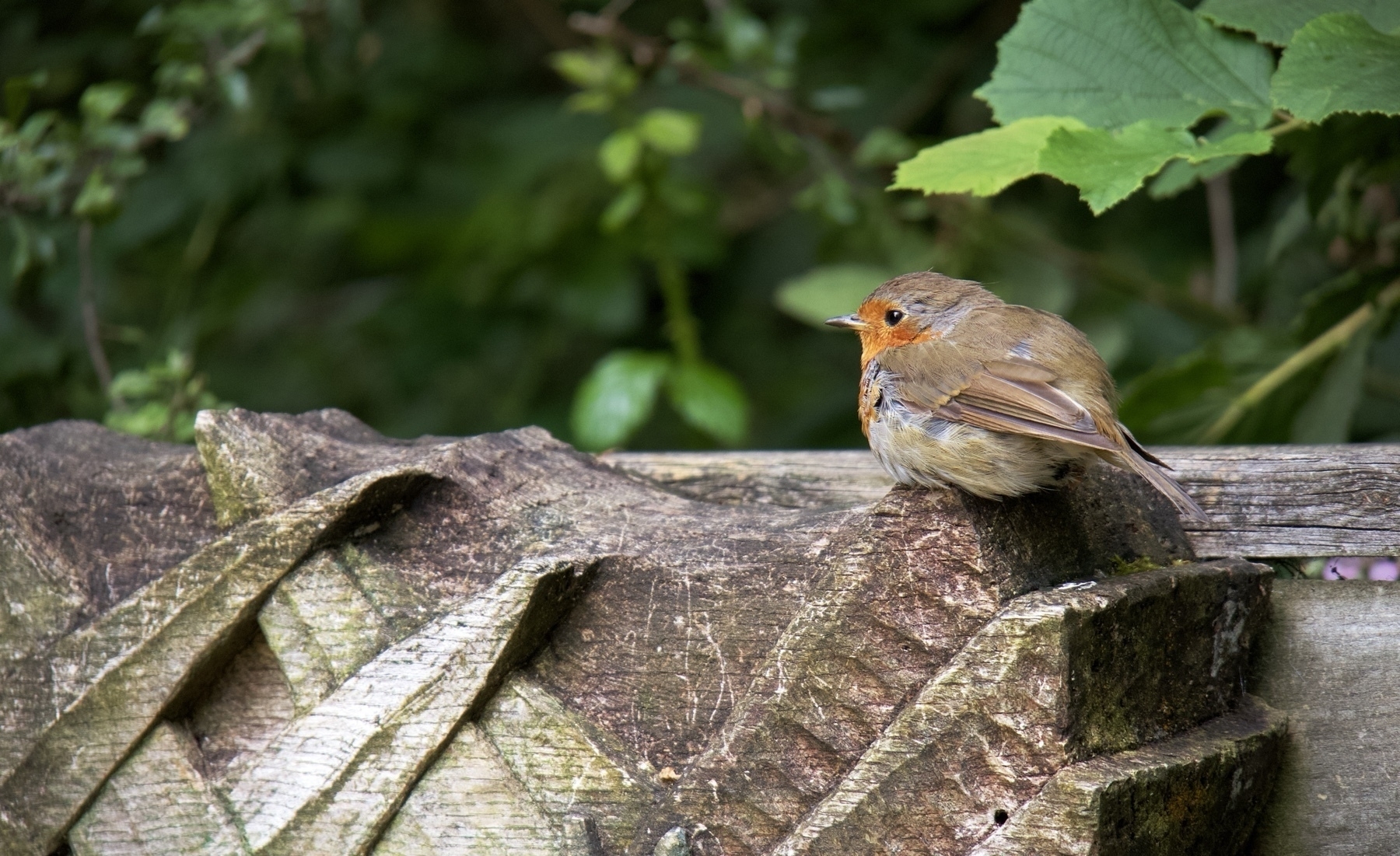 A robin at Woods Mill in Sussex. 