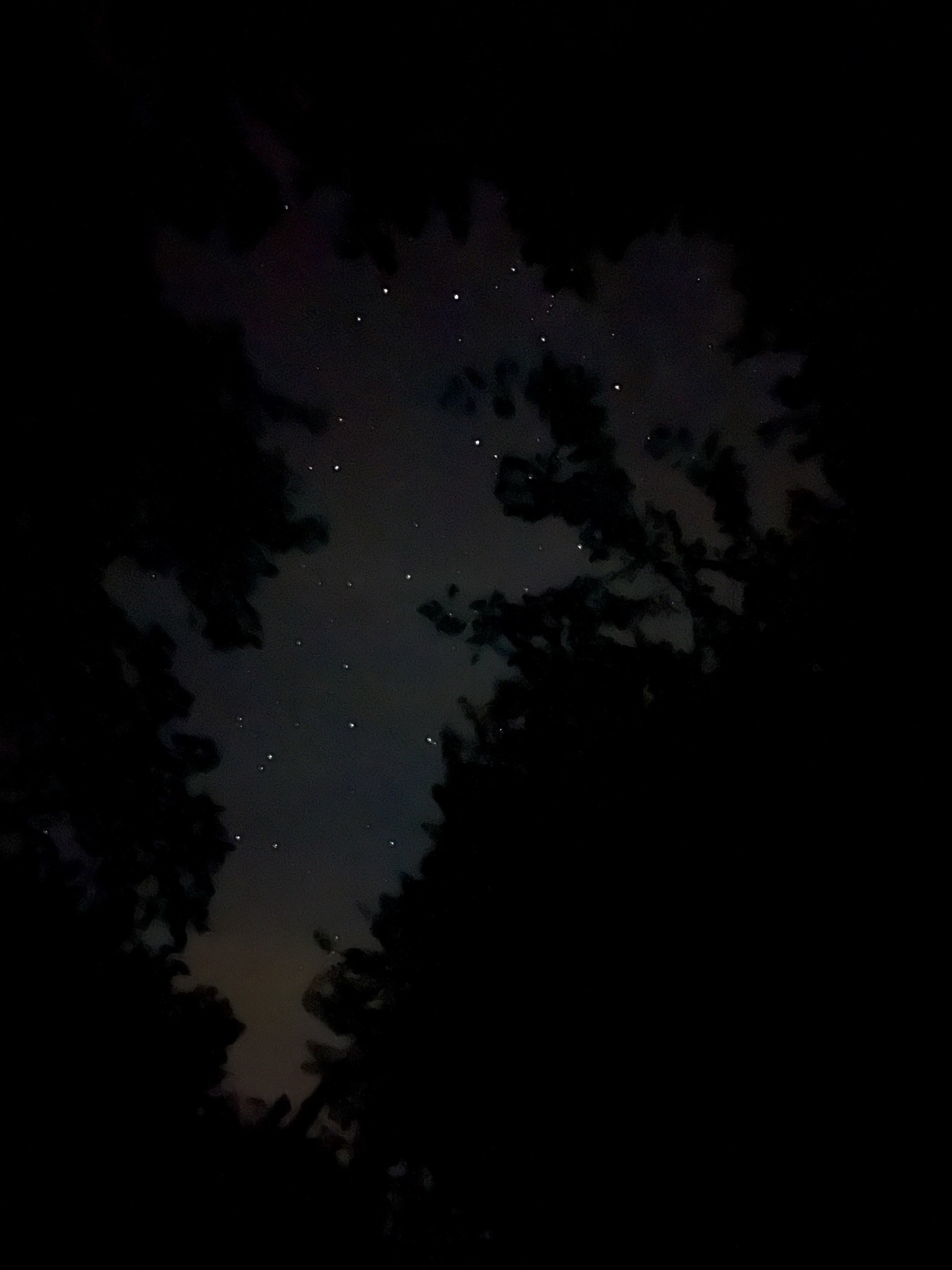 A view of stars through trees.