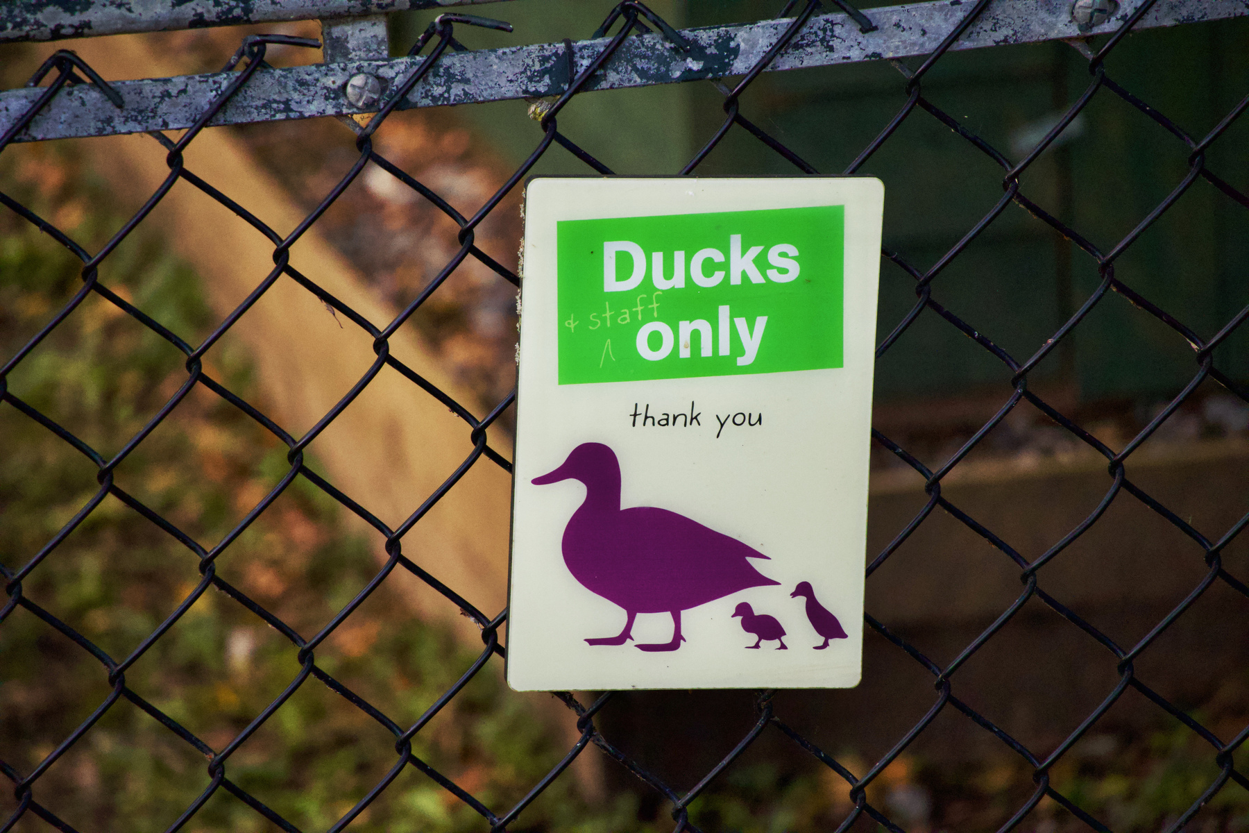 A sign saying “ducks (and staff) only”. 