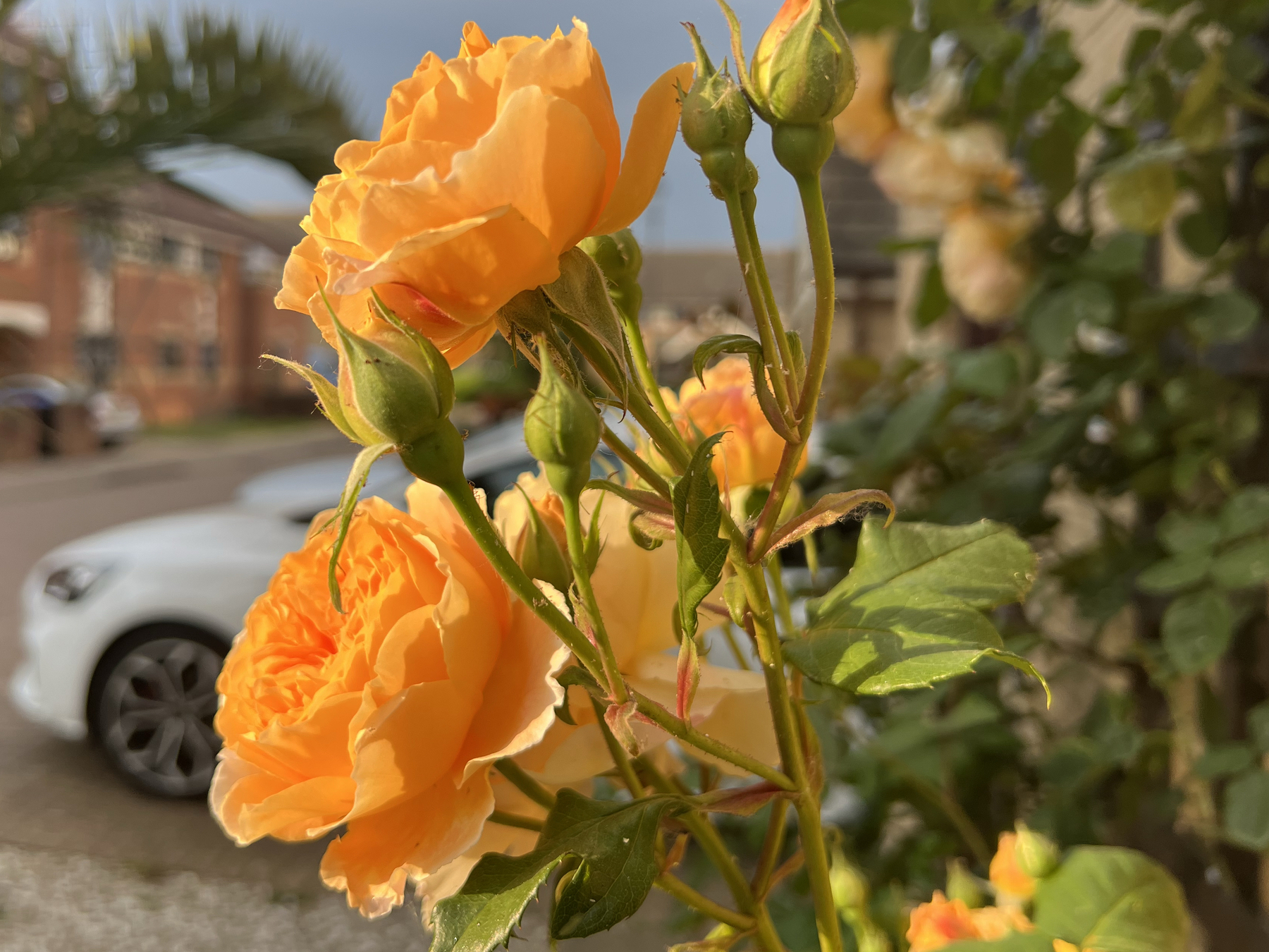 Margarita roses in bloom