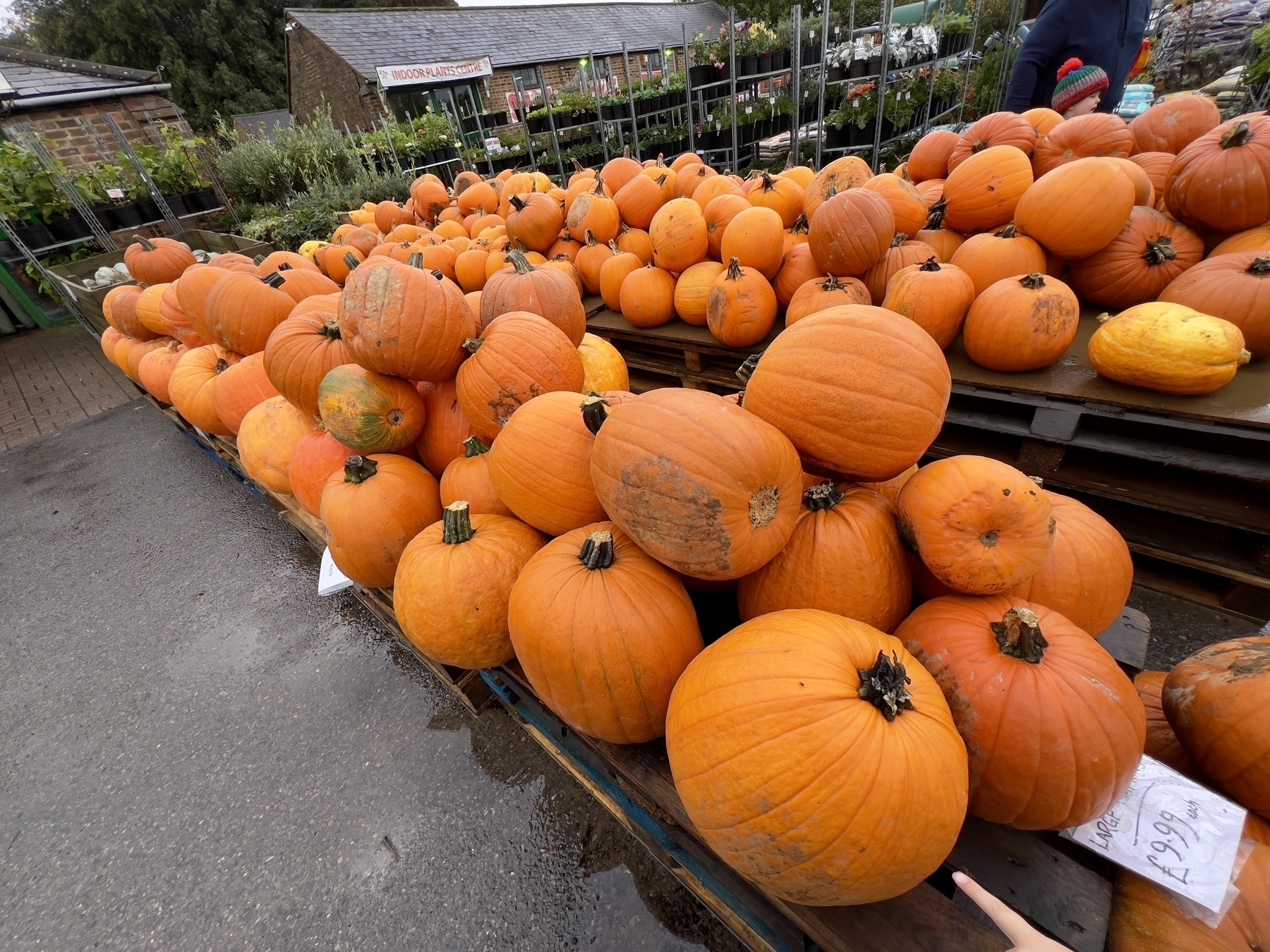 Pumpkins a’plenty at Roundstone Farm