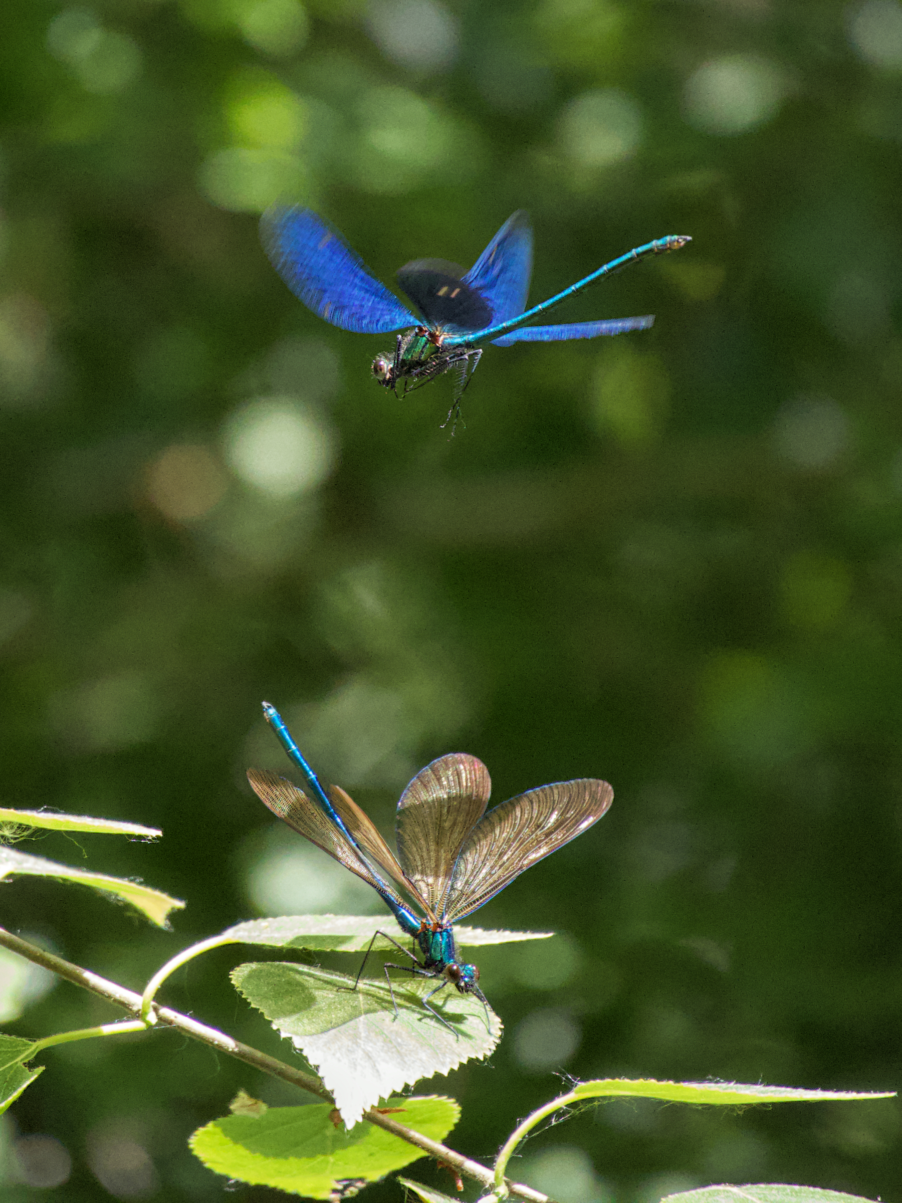 Two dragonflies in the Sussex woods. 