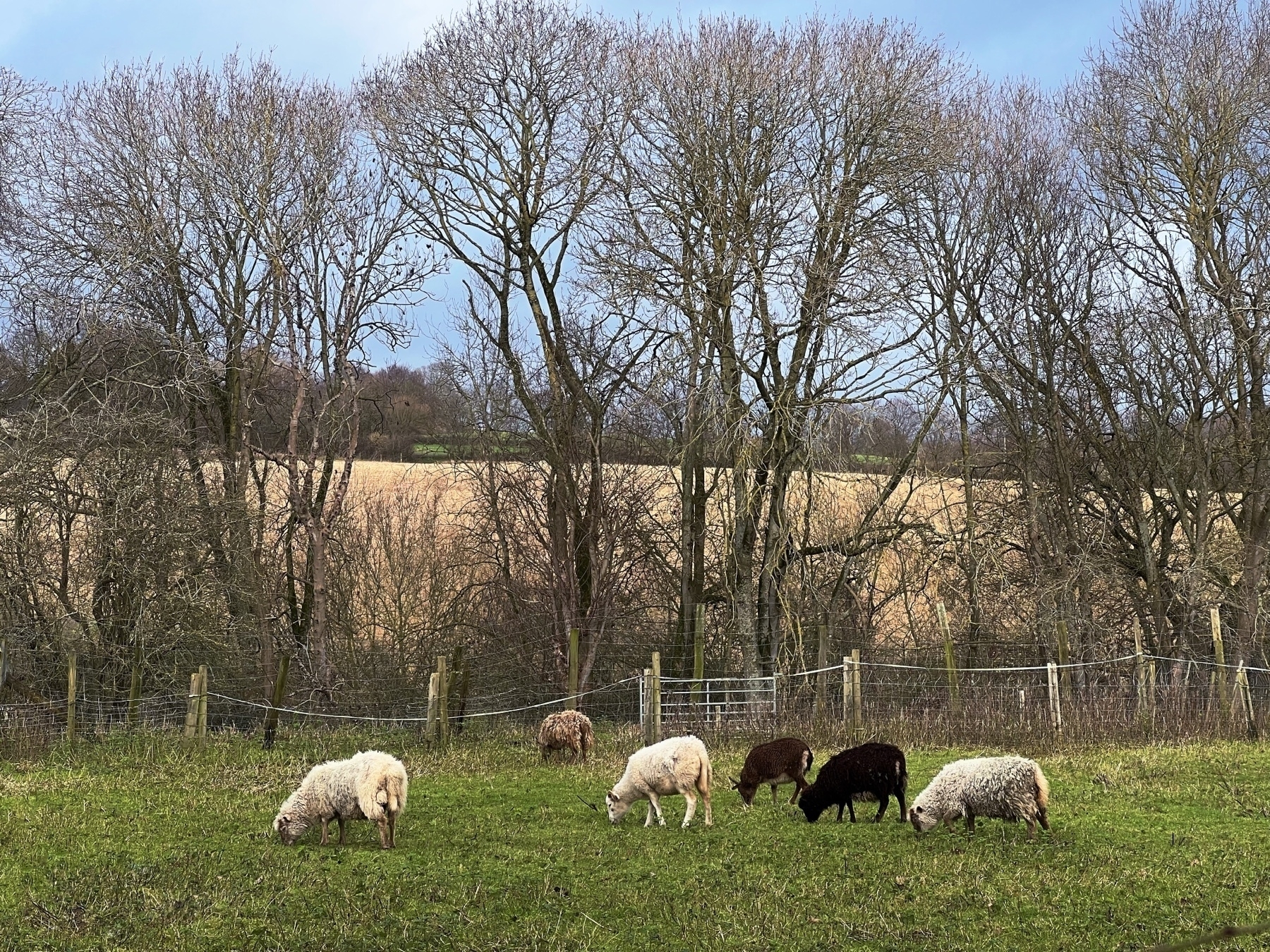 Sheep grazing in a field near Lancing College. 