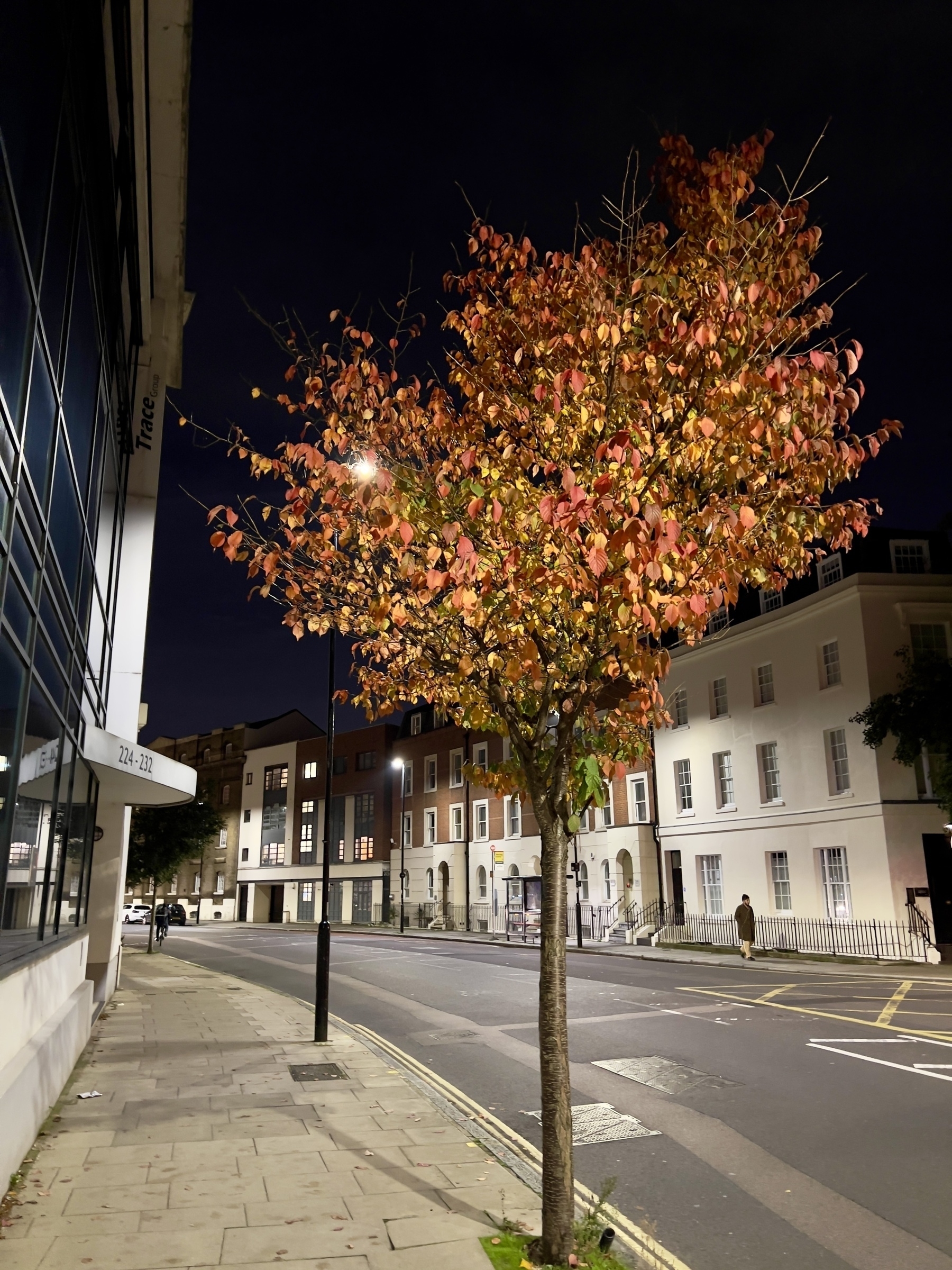 An autumnal tree in Farringdon, illuminated by streetlights. 
