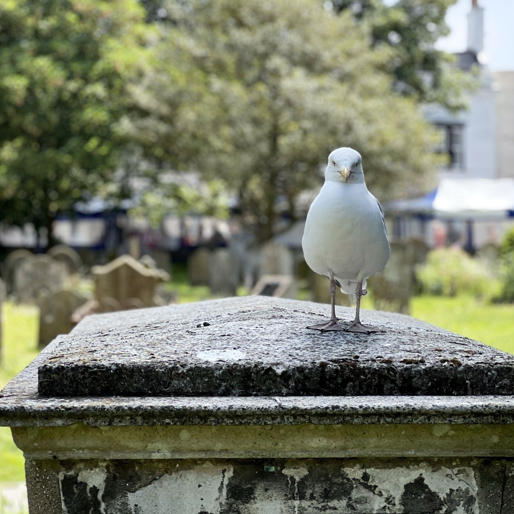 A seagull on a tombstone. 
