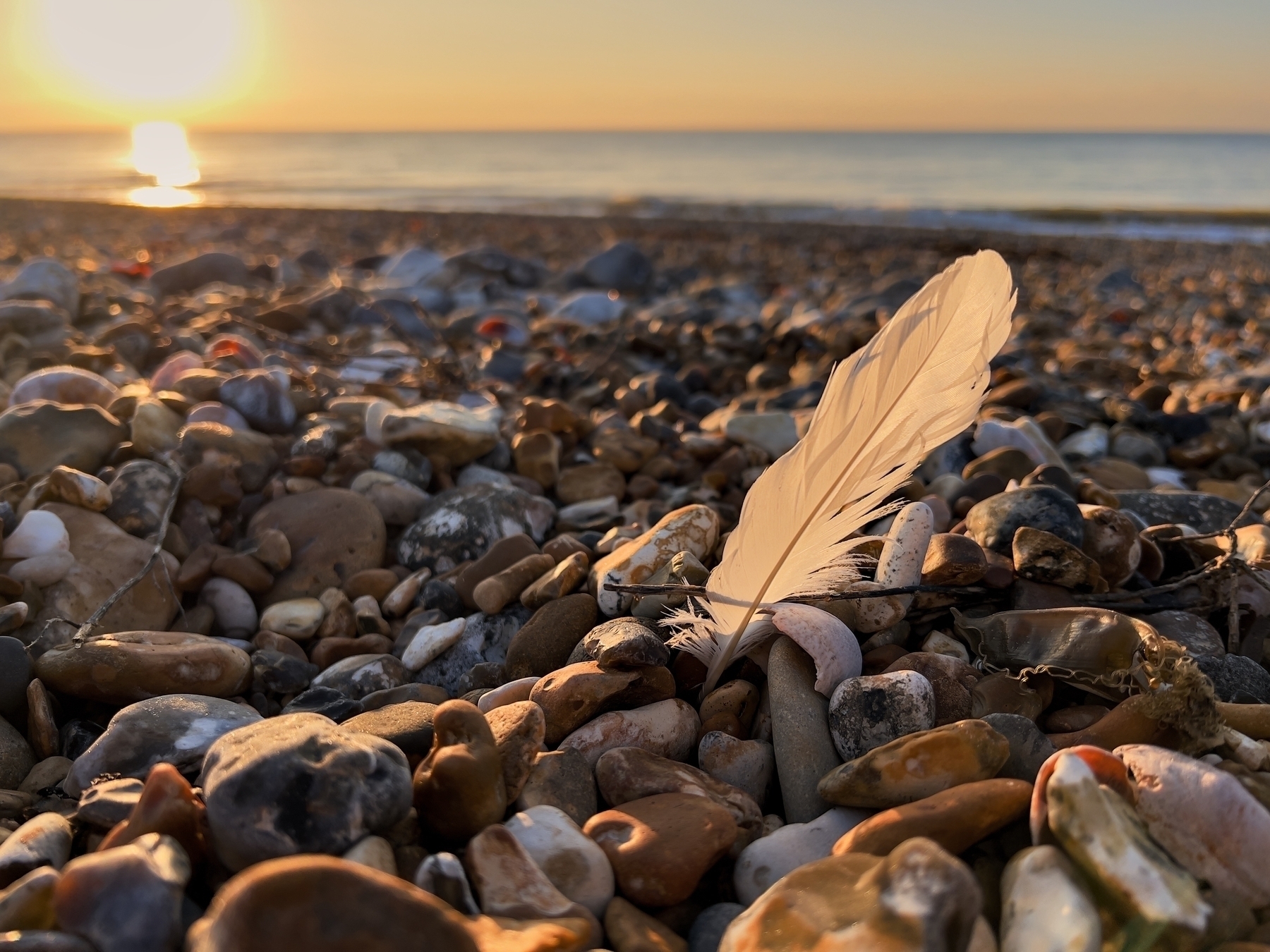 A feather caught in morning sunlight on Shoreham Beach. 