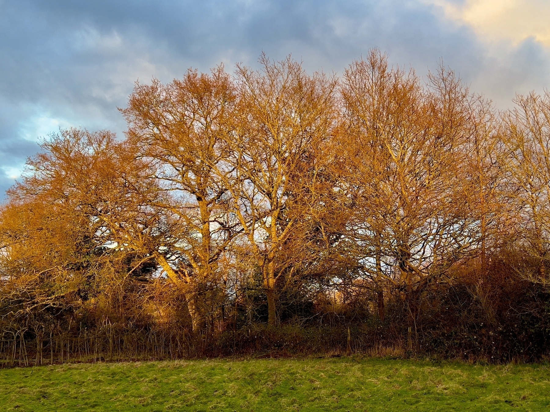 Warm evening light on a stand of Elm