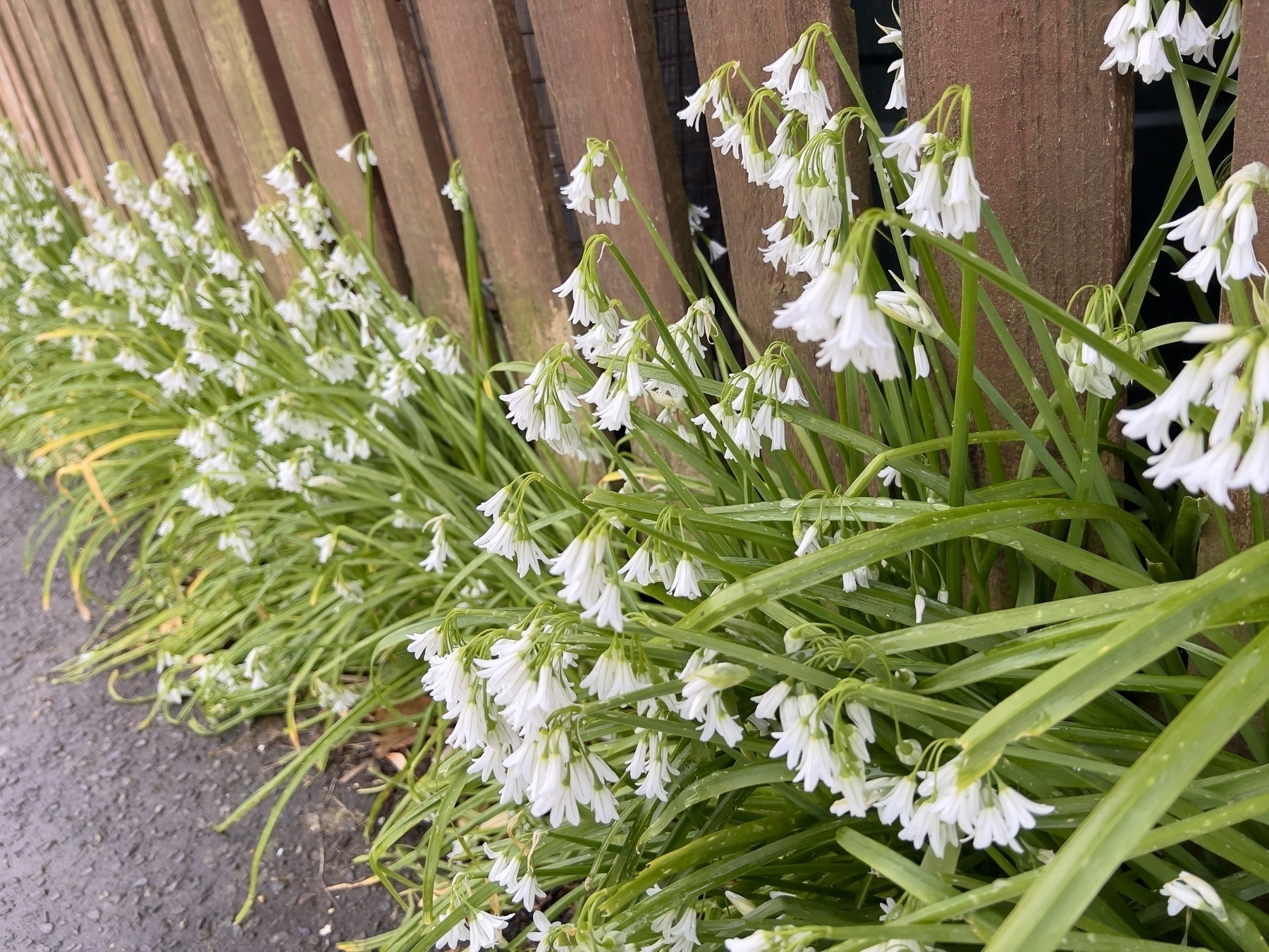 Wild garlic growing in Shoreham. 