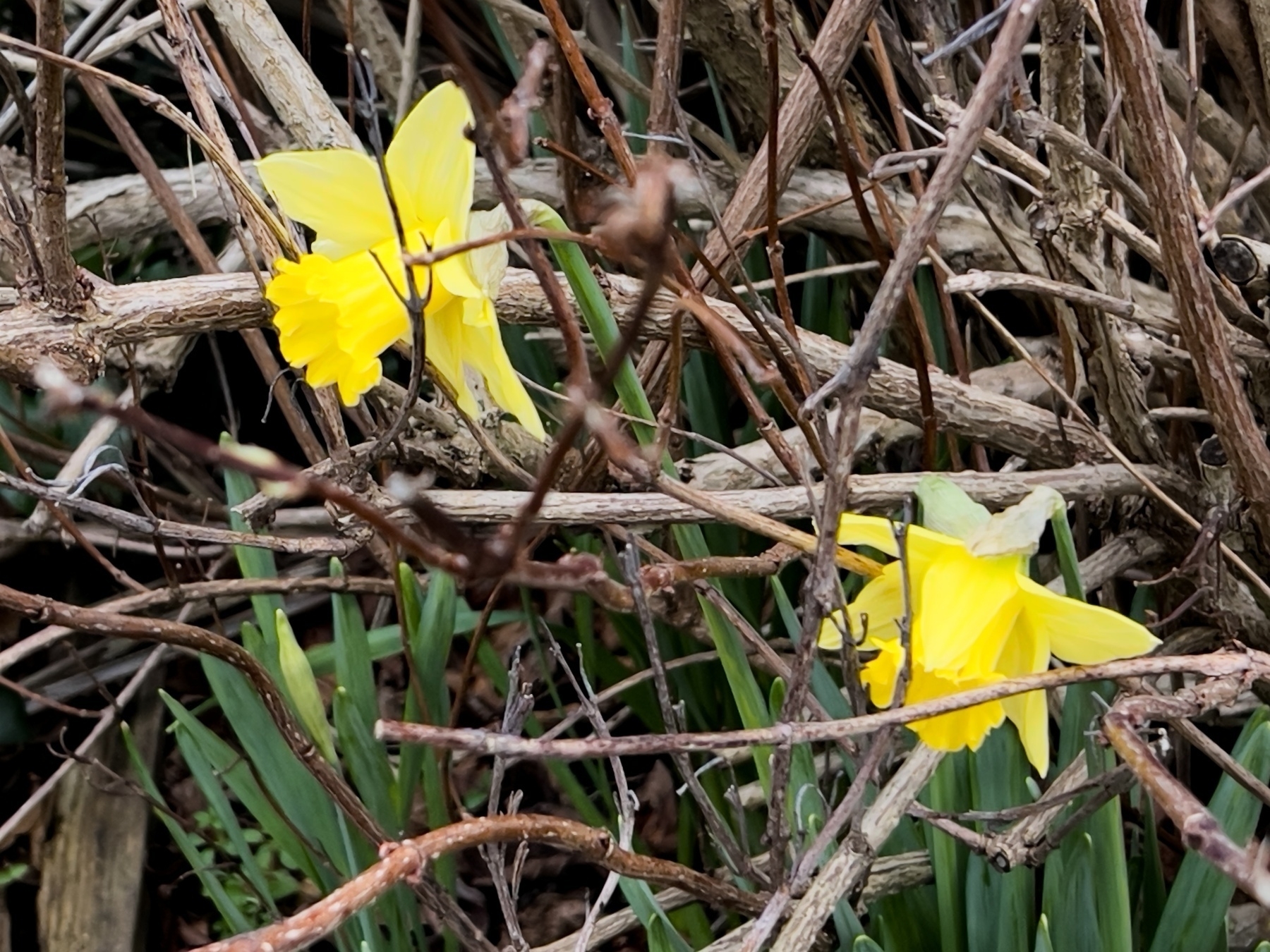 Daffodils at Hassocks Station