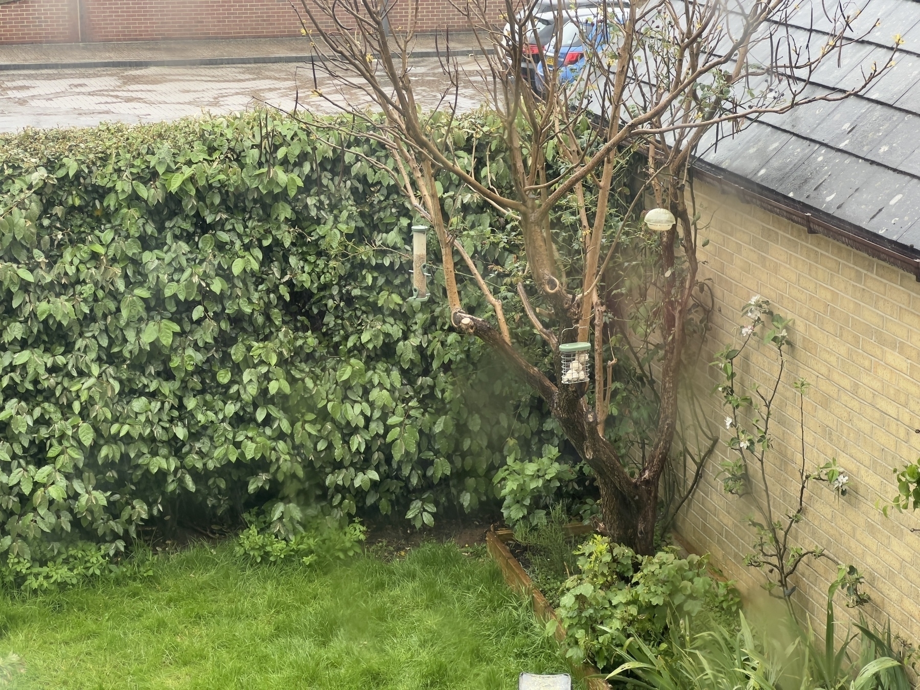A rainy back garden in Bank Holiday Monday. 