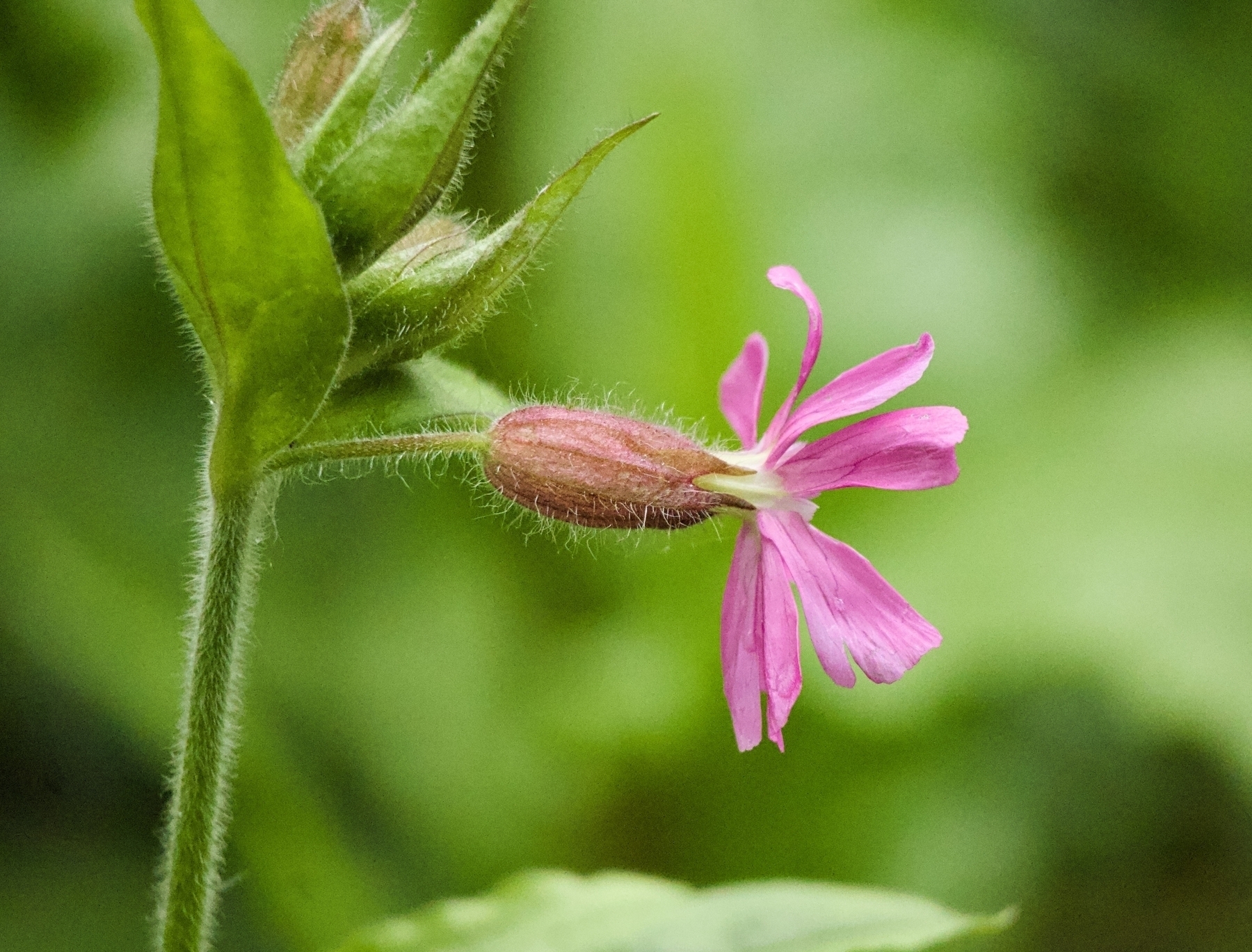 Red catchfly at Woods Mill. 