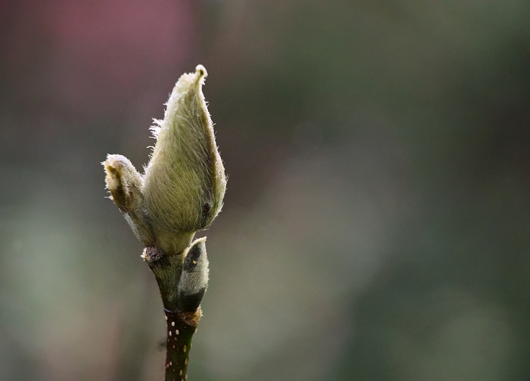 A bud forming at Nymans in Sussex. 