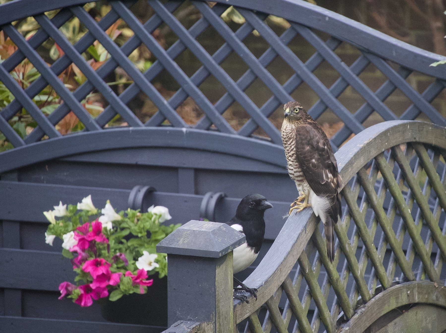 A bird of prey and a magpie are perched on a wooden lattice fence adorned with pink and white flowers.