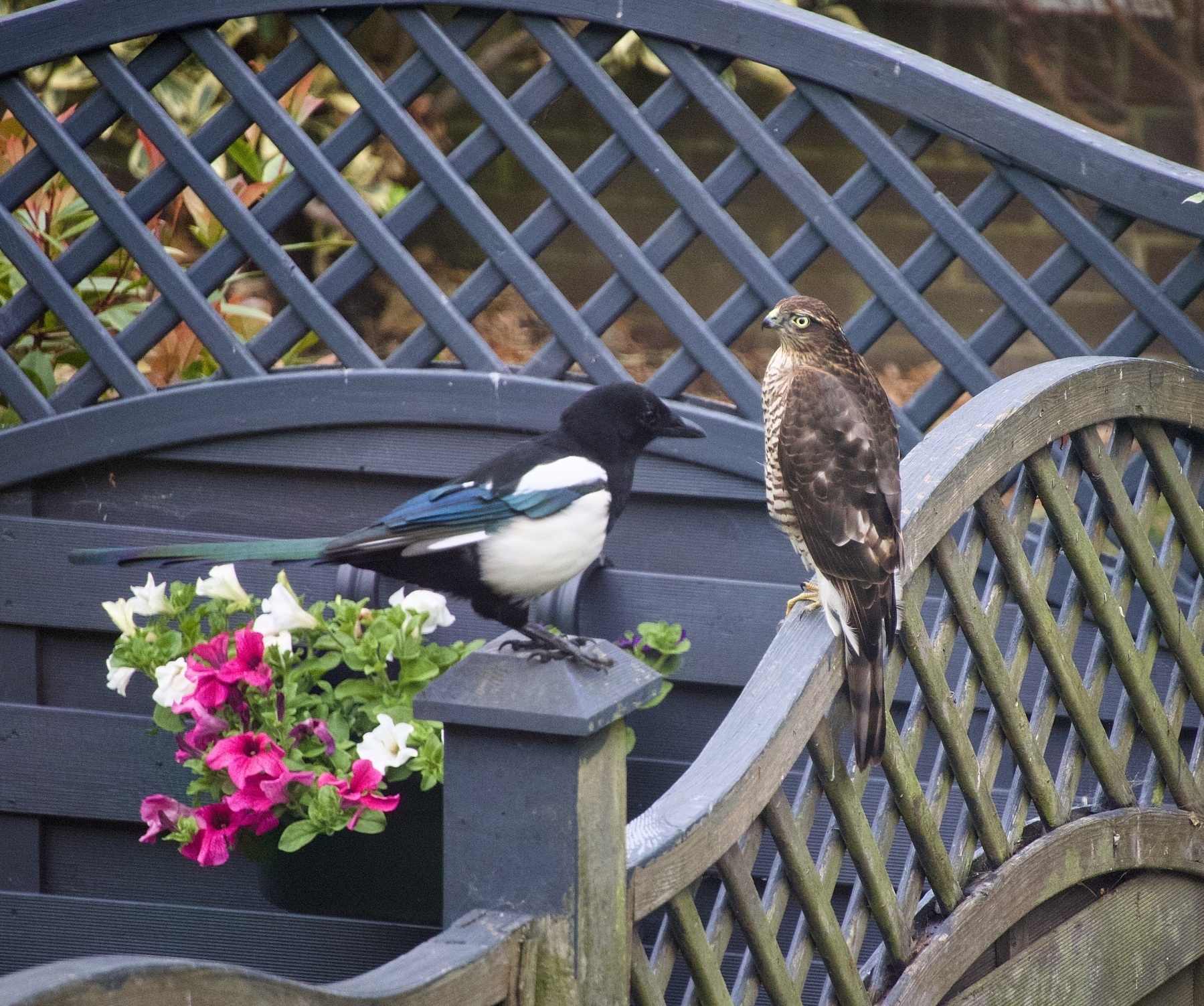 A magpie and a sparrowhawk are perched on a wooden fence beside a planter with pink and white flowers.