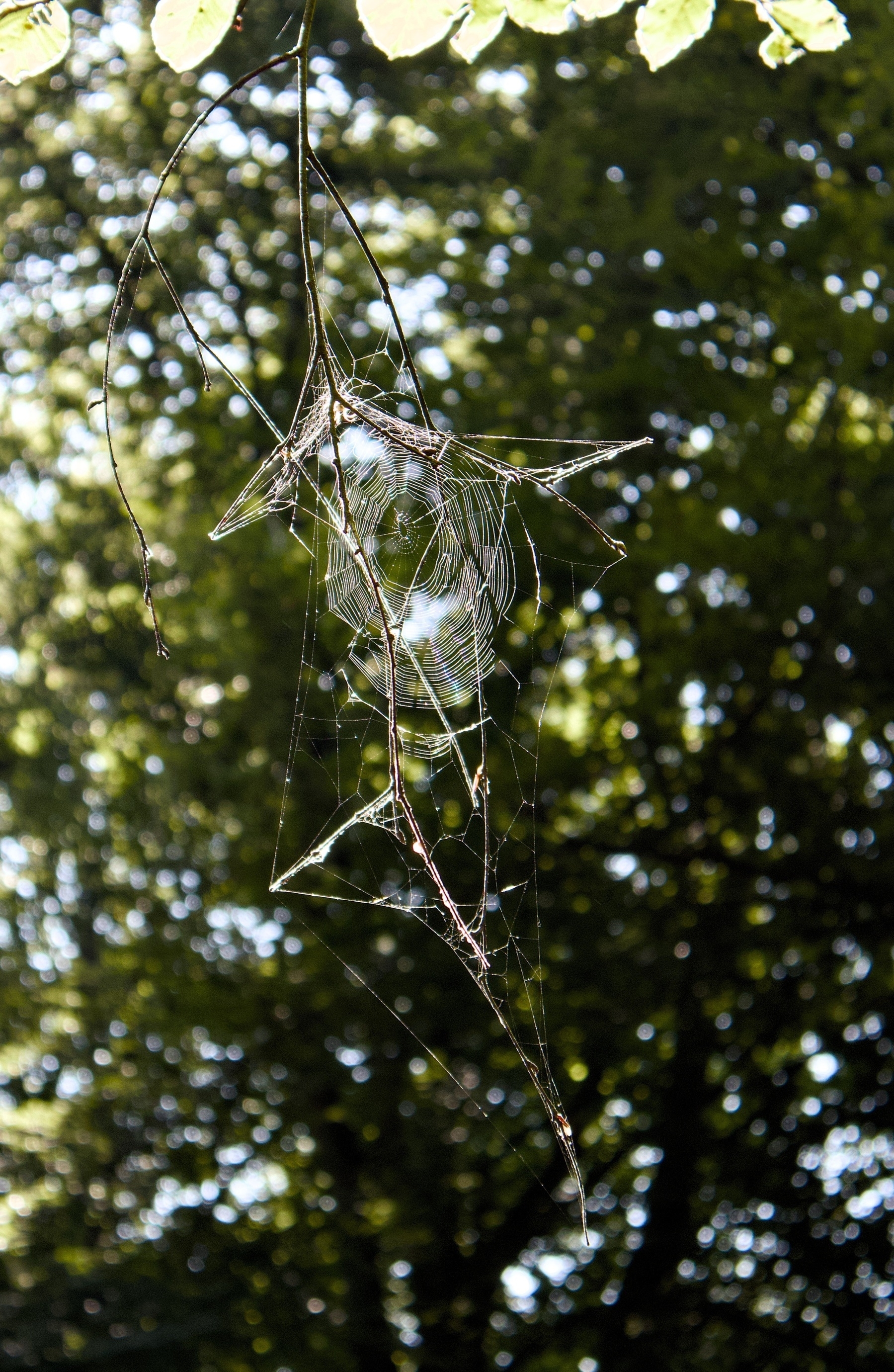A delicate spider web hangs intricately between the branches, with a backdrop of blurred green foliage.