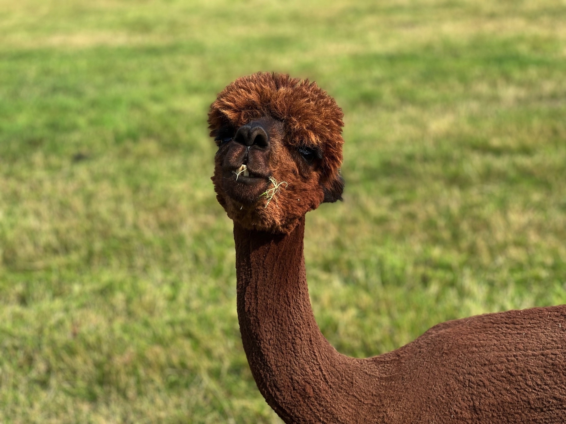 A brown alpaca stands in a grassy field, with some hay in its mouth.
