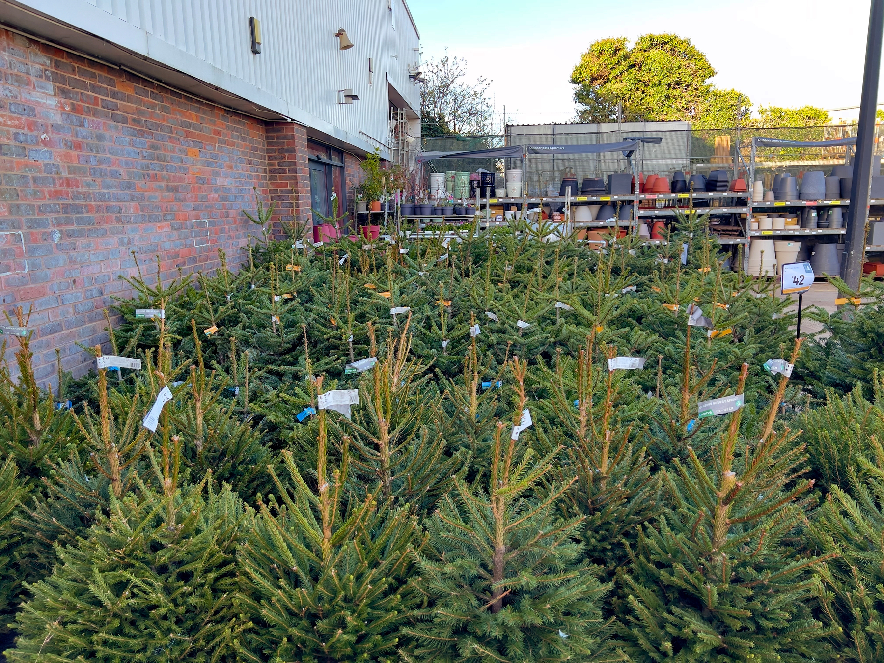A collection of small evergreen trees is arranged outdoors near a brick building, with various potted plants and gardening supplies in the background.