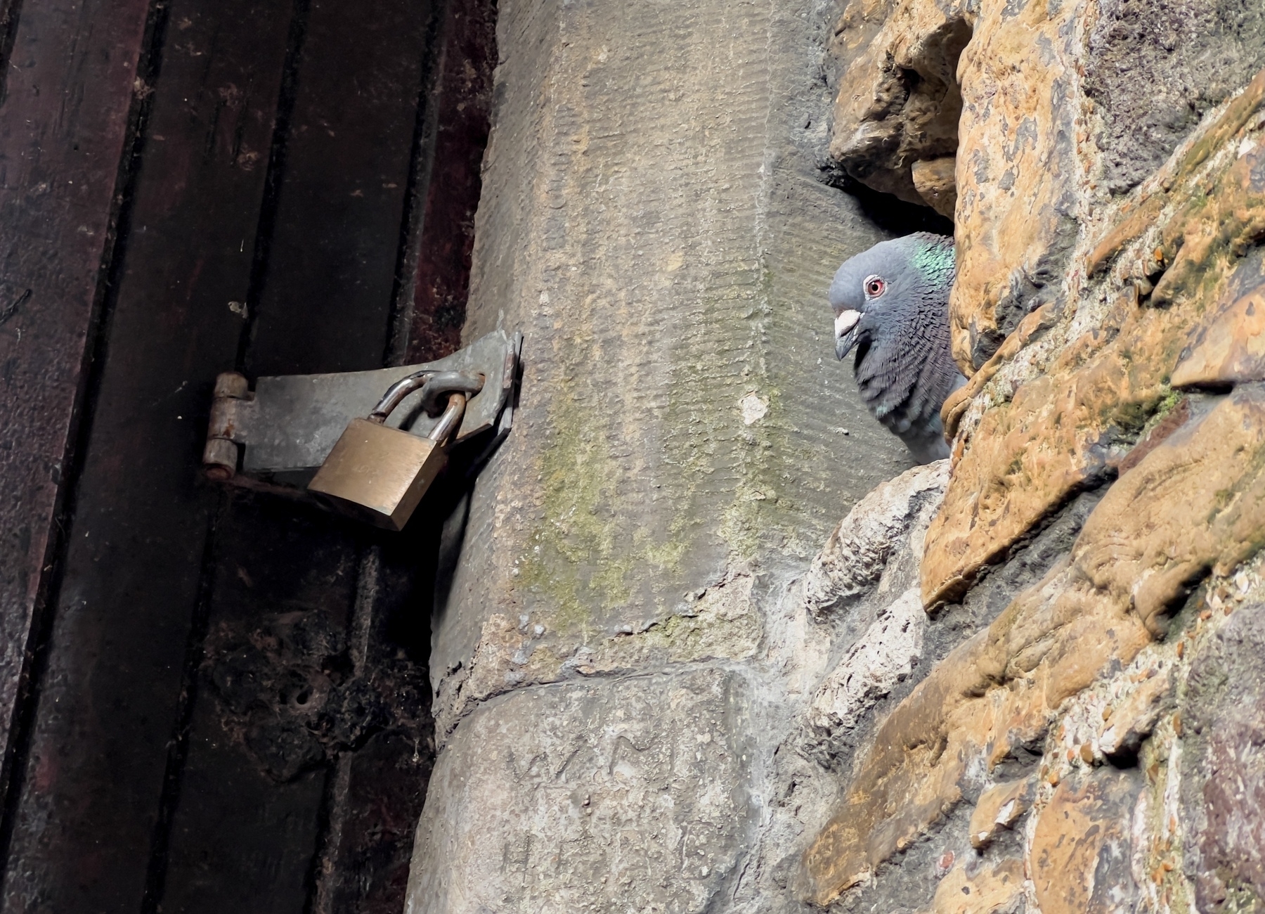 A pigeon peeks out from a hole in a stone wall near a padlocked wooden door.