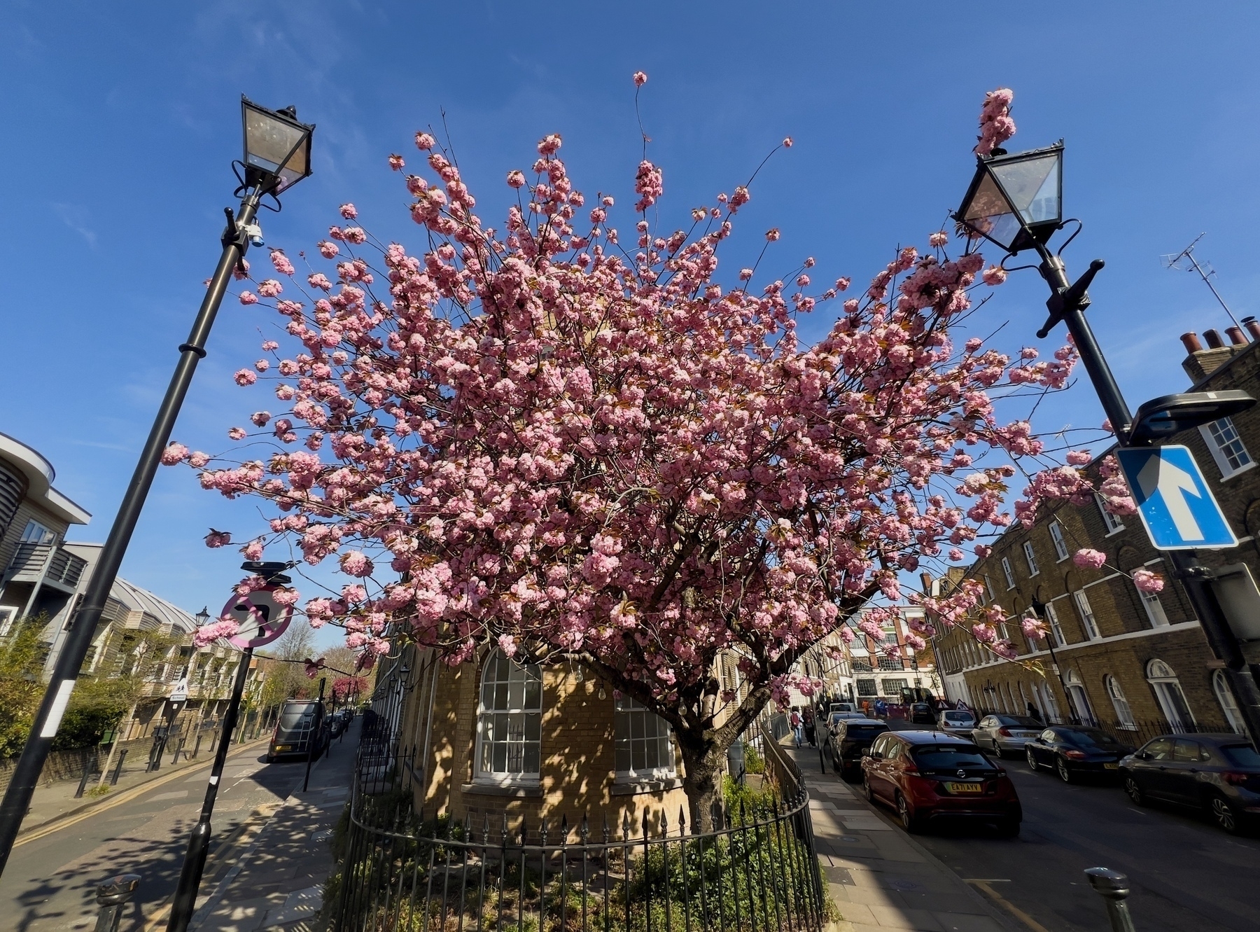 A vibrant cherry blossom tree in full bloom is surrounded by street lamps and buildings on a sunny day.&10;