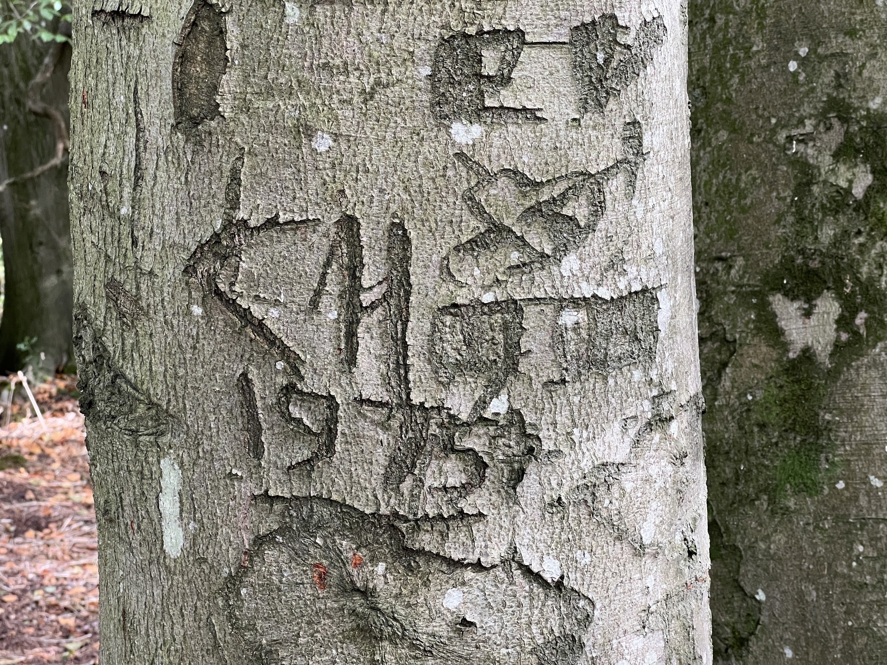 Carvings including initials and a date from 1975 are etched into a tree trunk in a wooded area.
