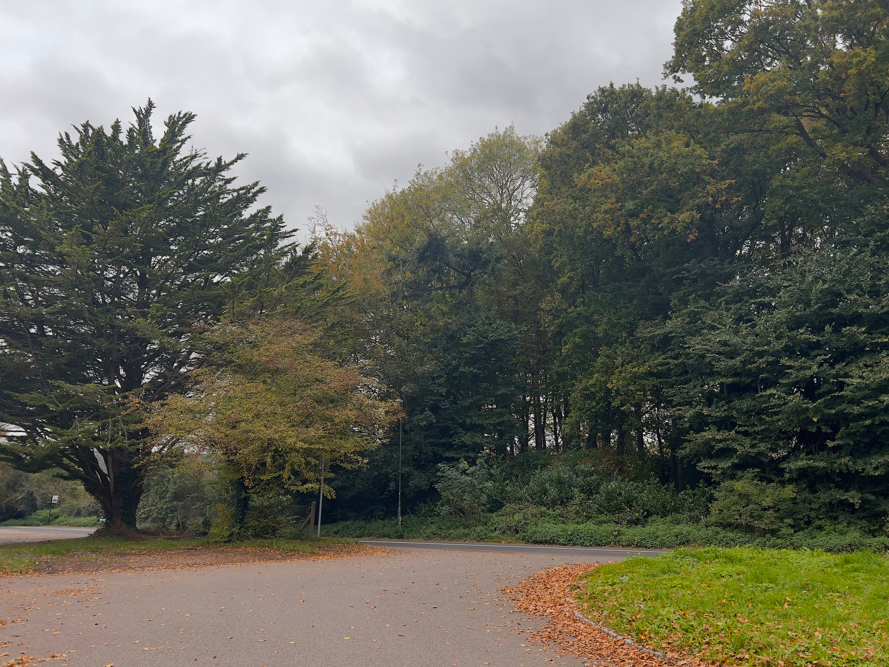 A pathway curves around a lush forested area with trees displaying autumn foliage under a cloudy sky.
