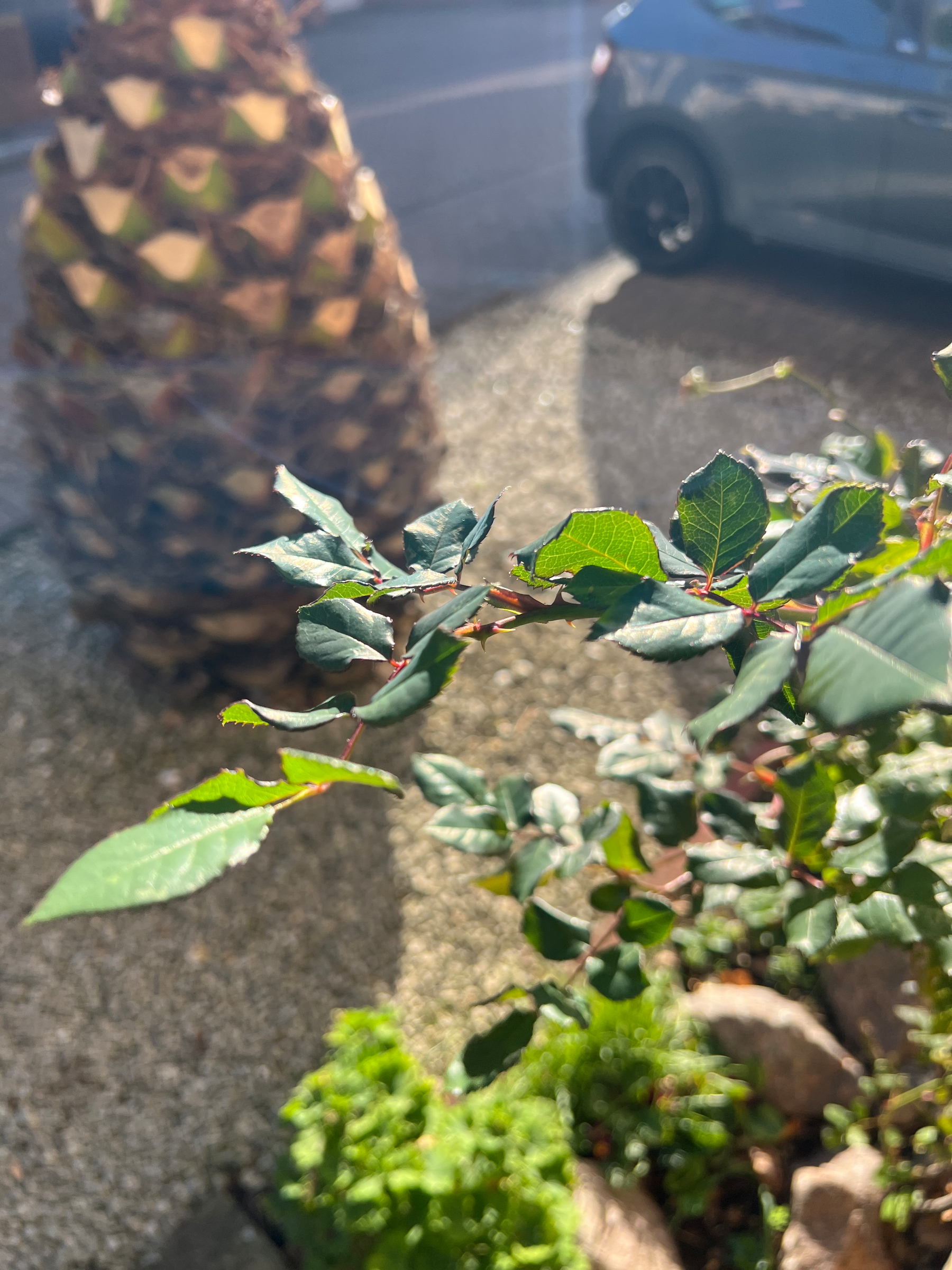 Sunlit green leaves are in the foreground with a tall pine cone-shaped object and a car in the background.