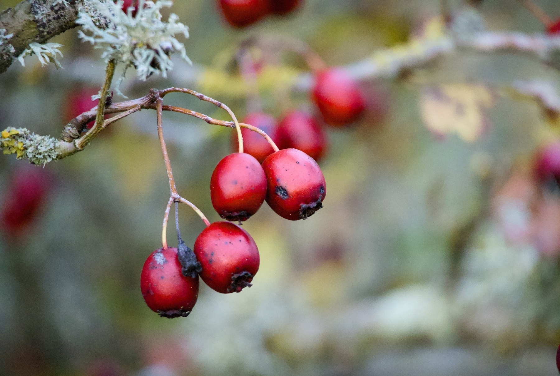 Red berries are clustered on a branch with a blurred background.