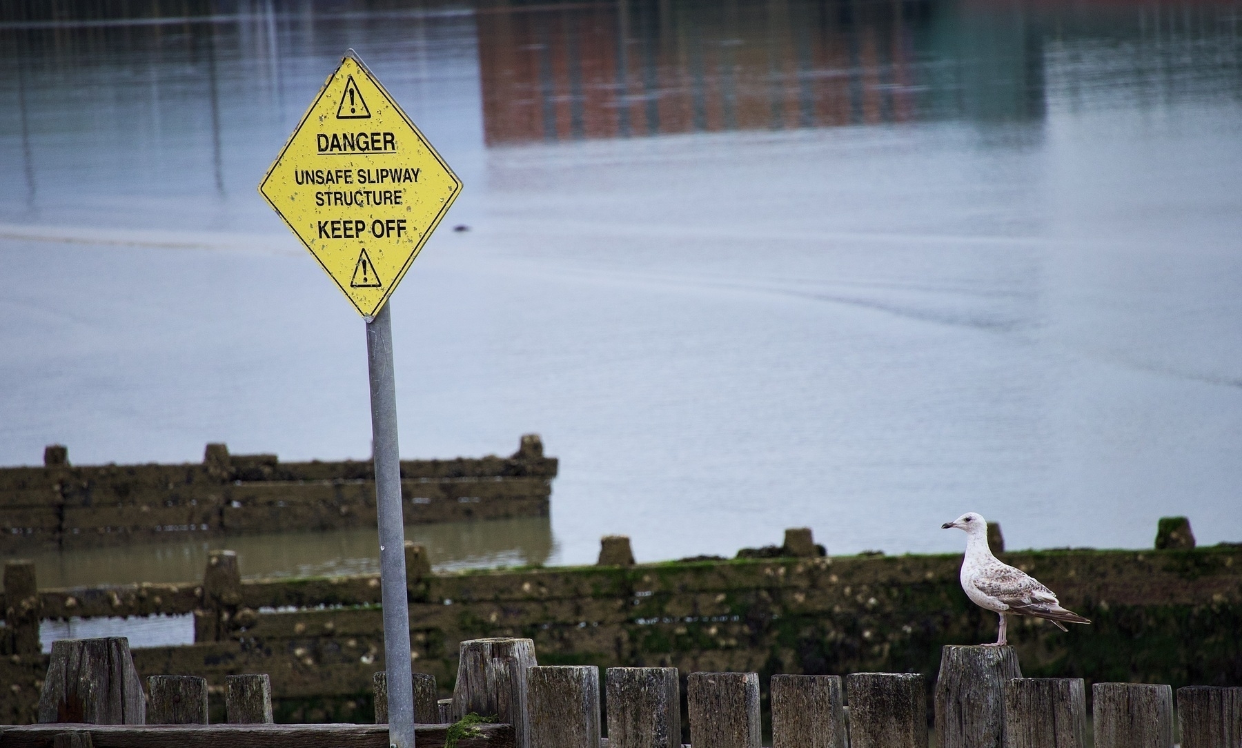 A seagull stands on a wooden structure near a warning sign that reads Danger: Unsafe Slipway Structure, Keep Off, with water in the background.
