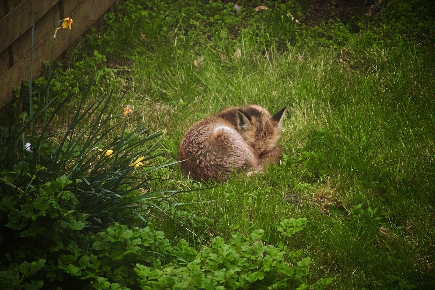A fox is curled up and resting on a patch of green grass near some plants and a wooden fence.