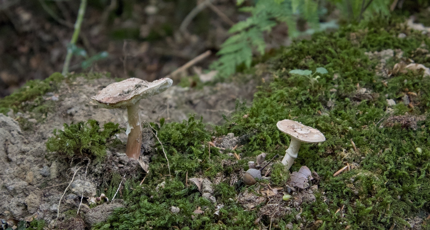 Two mushrooms are growing on a moss-covered forest floor.
