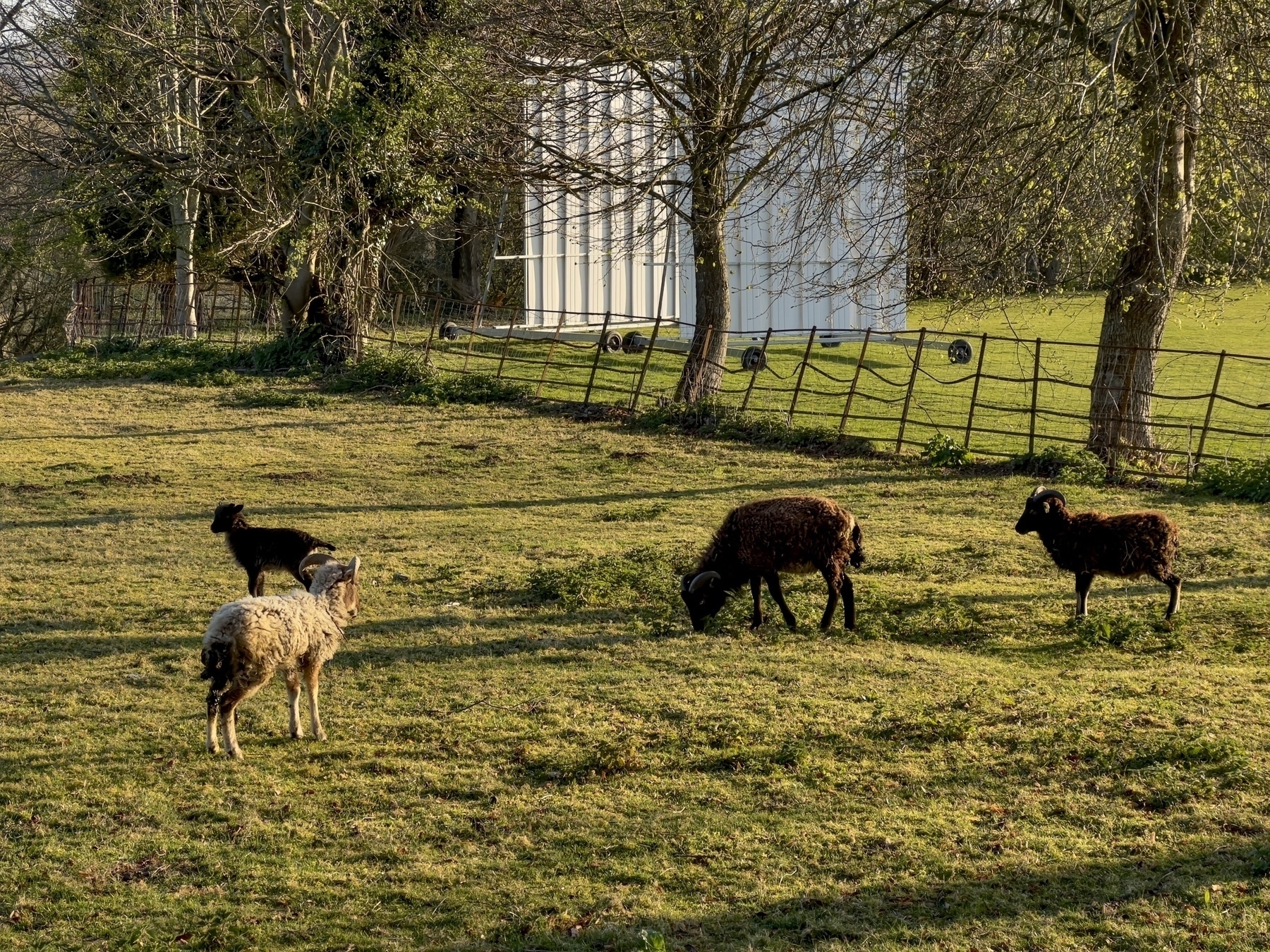Four sheep are grazing in a grassy field with trees and a cricket screen in the background.