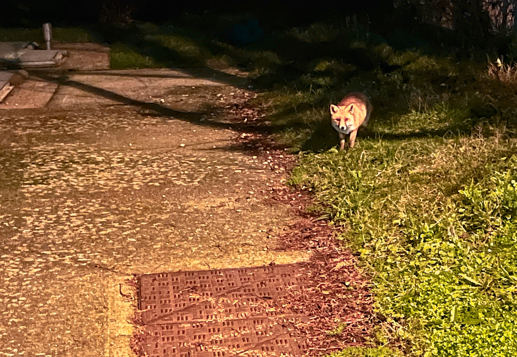A fox is standing on a grassy area next to a paved path at night.