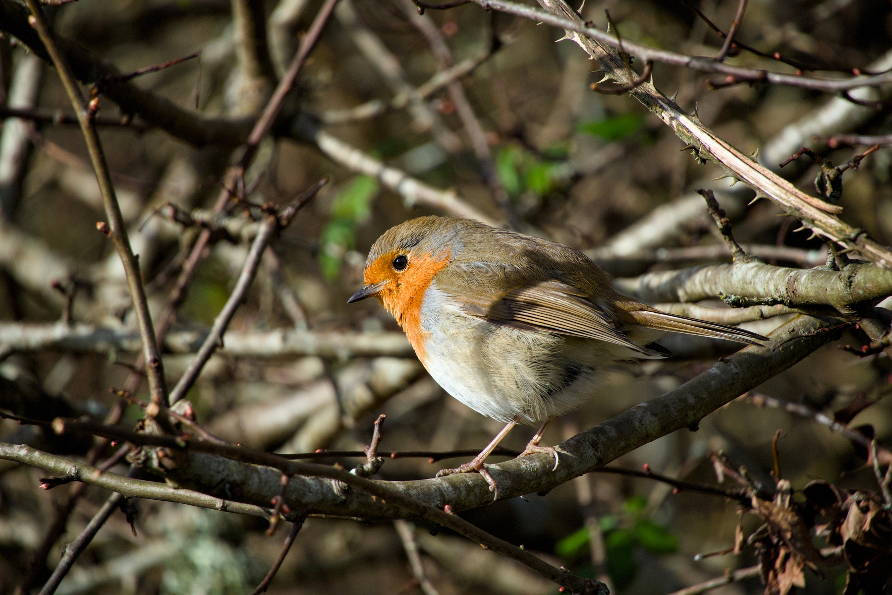 A small robin with a vivid orange breast perches on a branch amidst a tangle of bare twigs.