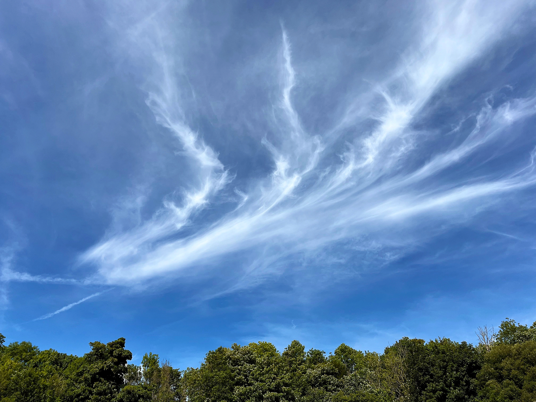 Wispy white clouds stretch across a vibrant blue sky above a line of lush green trees.